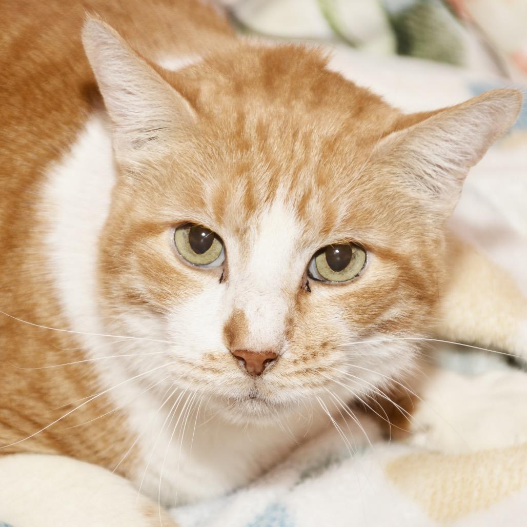 Cheddar (Formerly Bruce), Adoptable, Adult Male Domestic Short Hair.