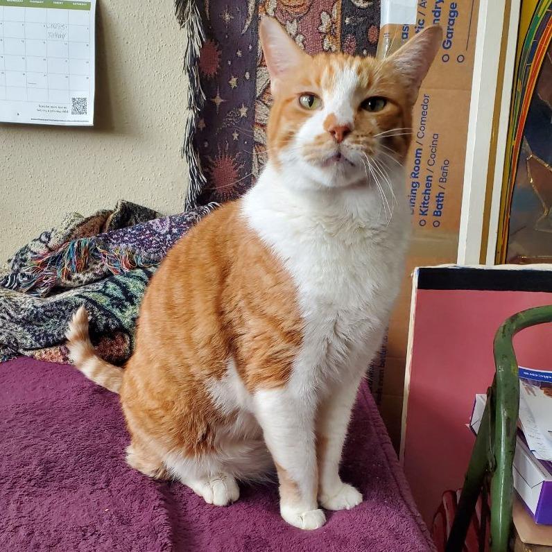 Enlarge Cheddar (Formerly Bruce), a Adoptable Domestic Short Hair in Webster, TX image 1/5