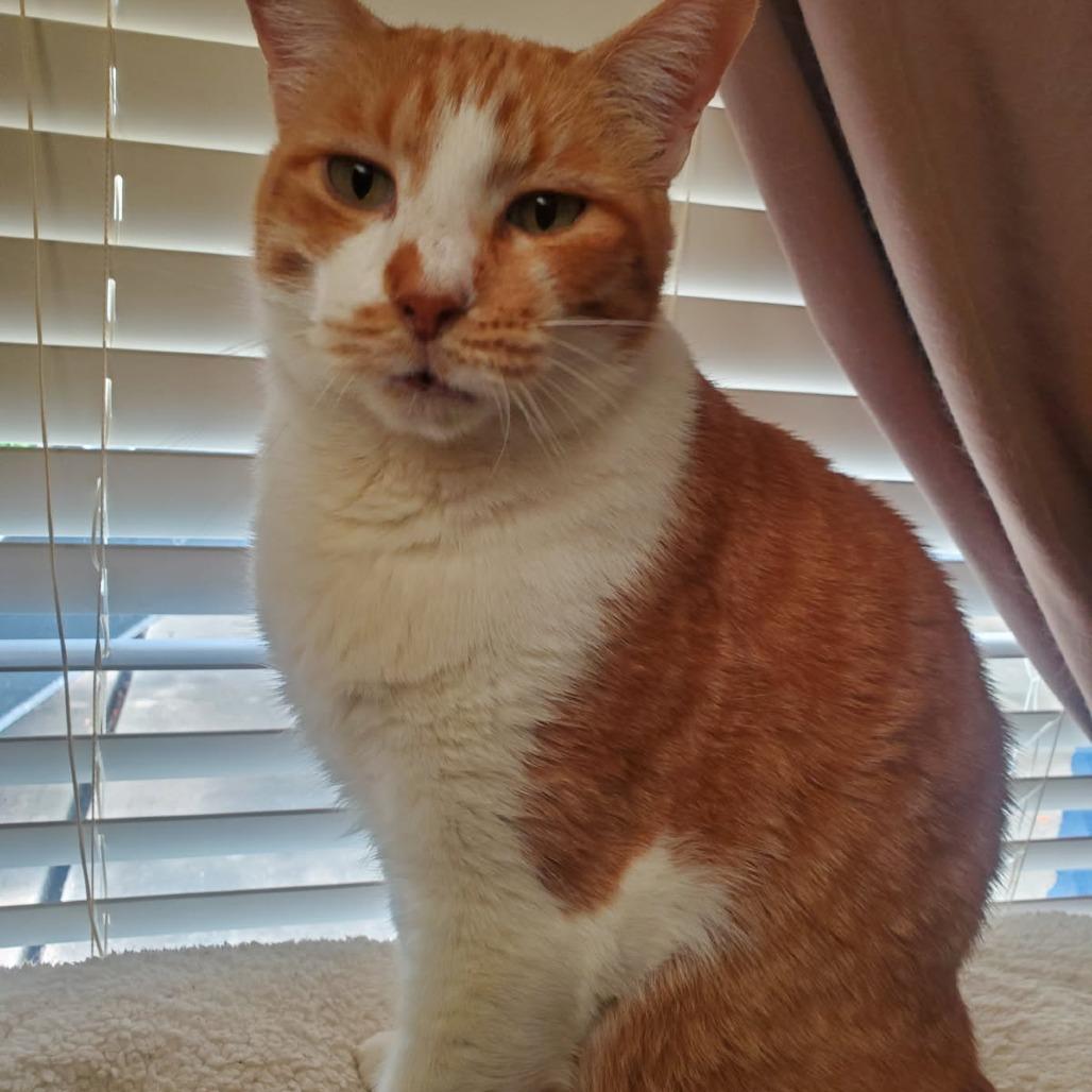 Enlarge Cheddar (Formerly Bruce), a Adoptable Domestic Short Hair in Webster, TX image 2/5
