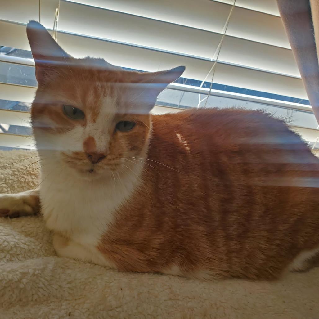 Enlarge Cheddar (Formerly Bruce), a Adoptable Domestic Short Hair in Webster, TX image 3/5