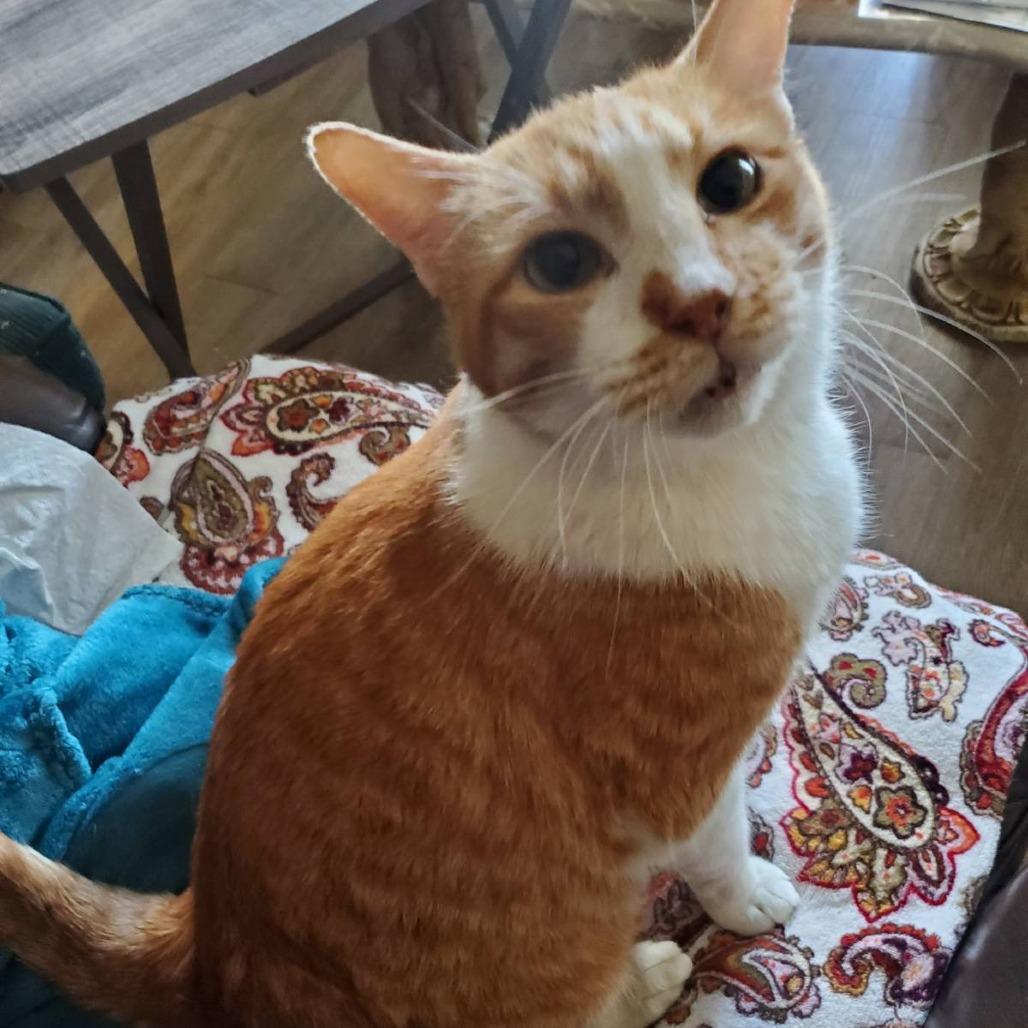 Enlarge Cheddar (Formerly Bruce), a Adoptable Domestic Short Hair in Webster, TX image 4/5