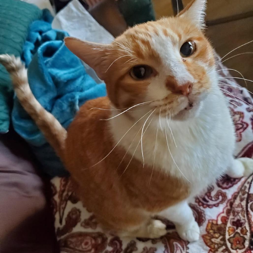 Enlarge Cheddar (Formerly Bruce), a Adoptable Domestic Short Hair in Webster, TX image 5/5