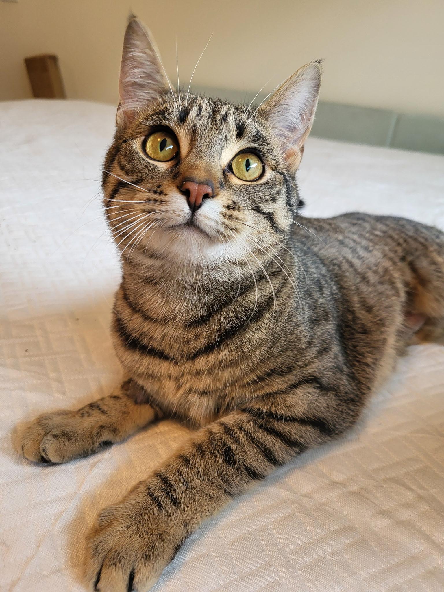 Gracie, Adoptable, Young Female Domestic Short Hair.