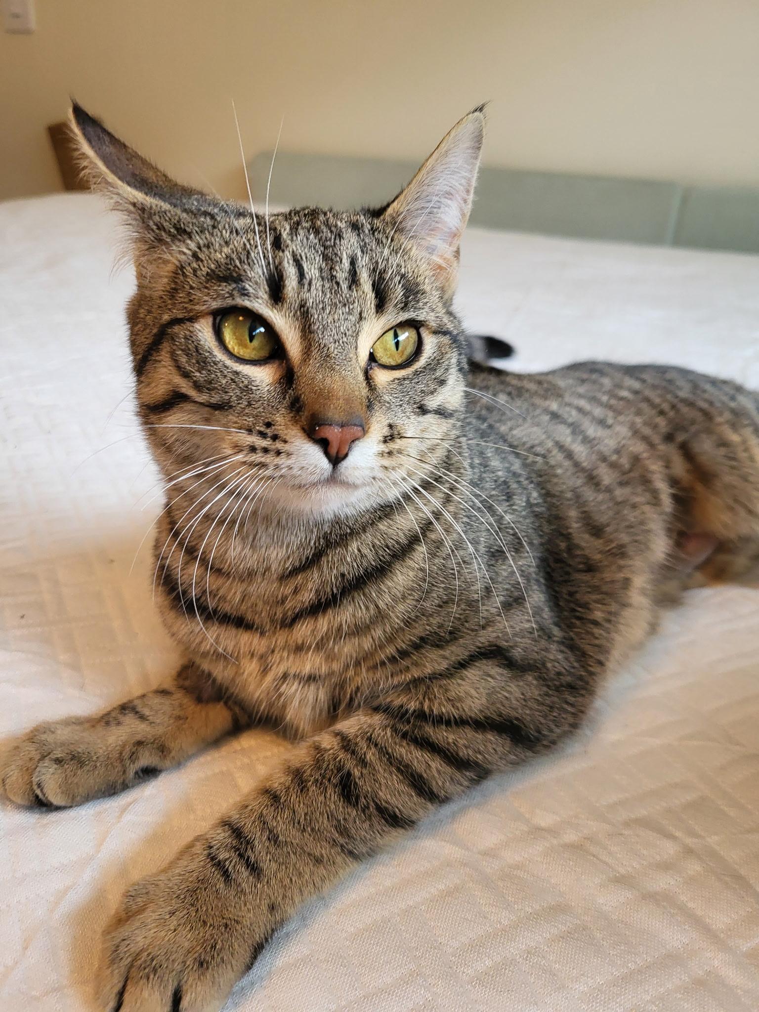 Enlarge Gracie, a Adoptable mixed breed in Kamloops, BC image 2/5