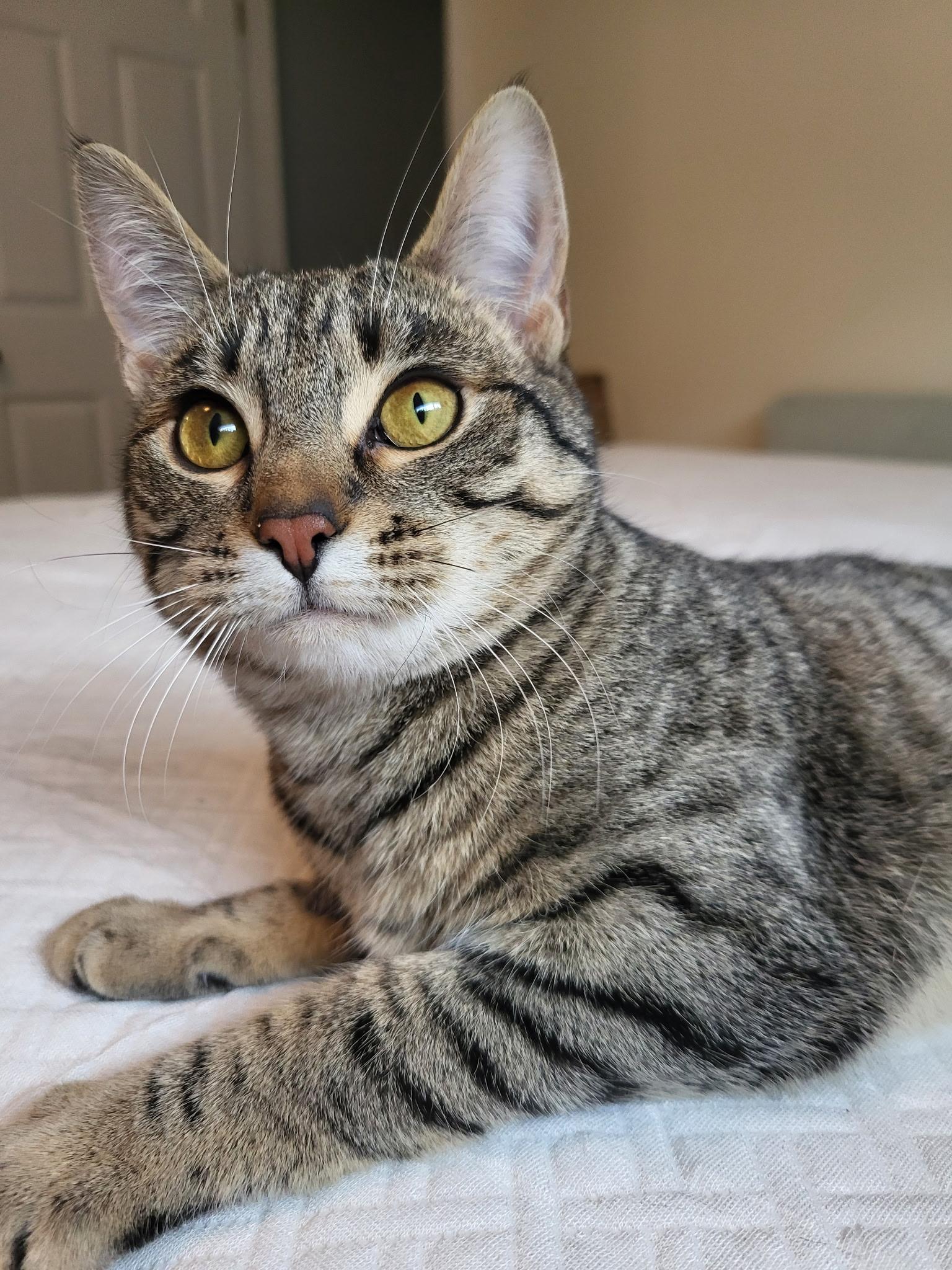 Enlarge Gracie, a Adoptable mixed breed in Kamloops, BC image 3/5