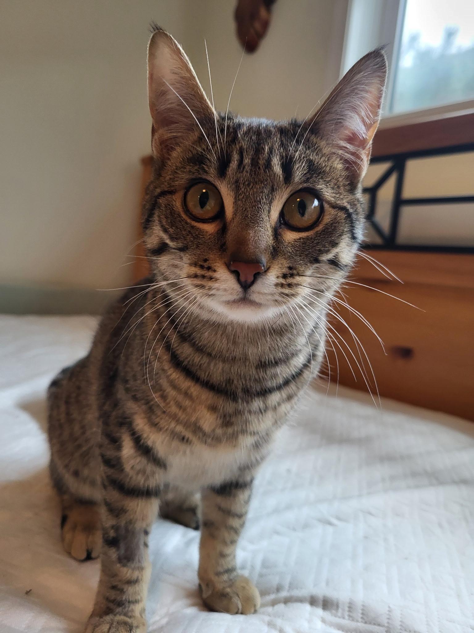 Enlarge Gracie, a Adoptable mixed breed in Kamloops, BC image 5/5