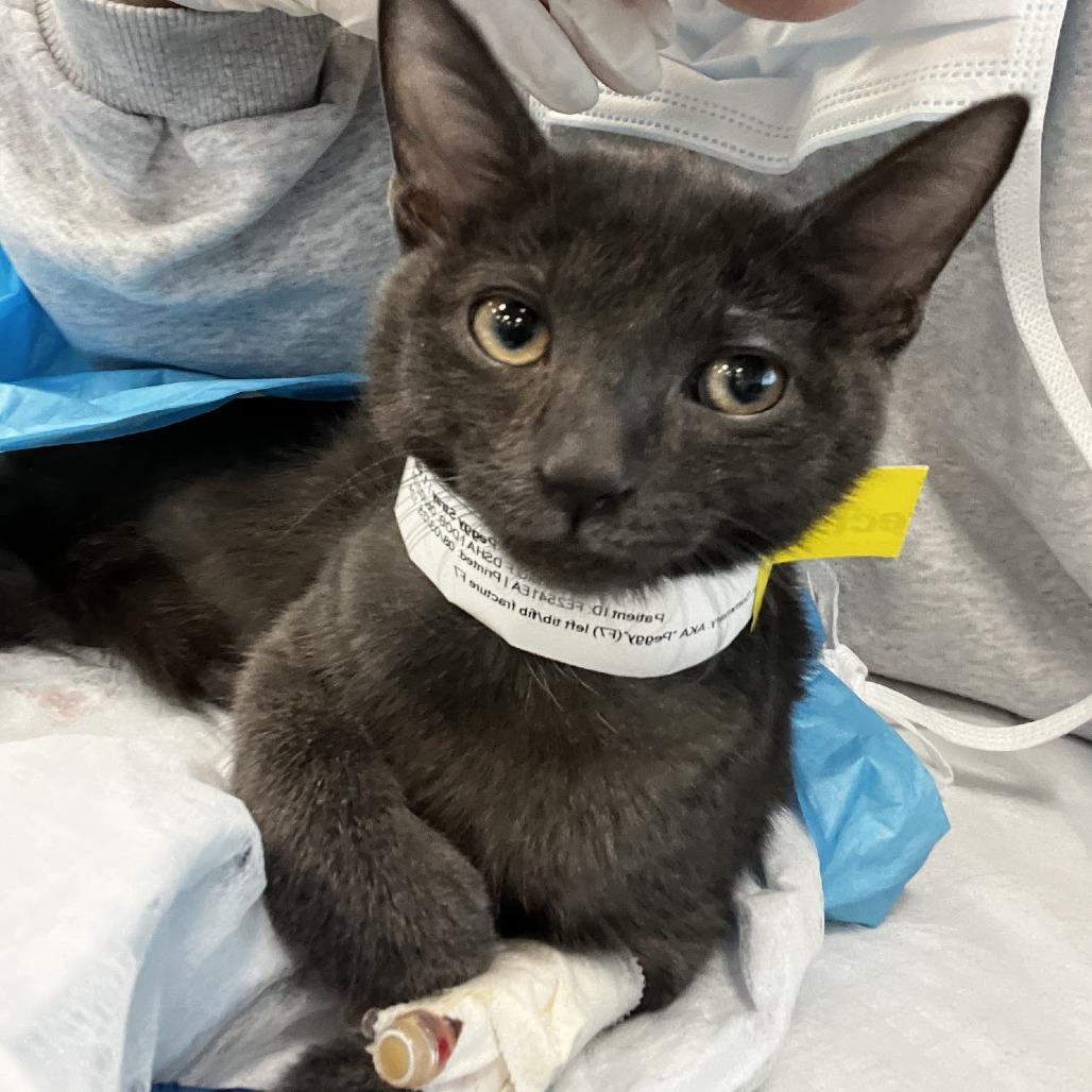 Peggy, Adoptable, Young Female Domestic Short Hair.