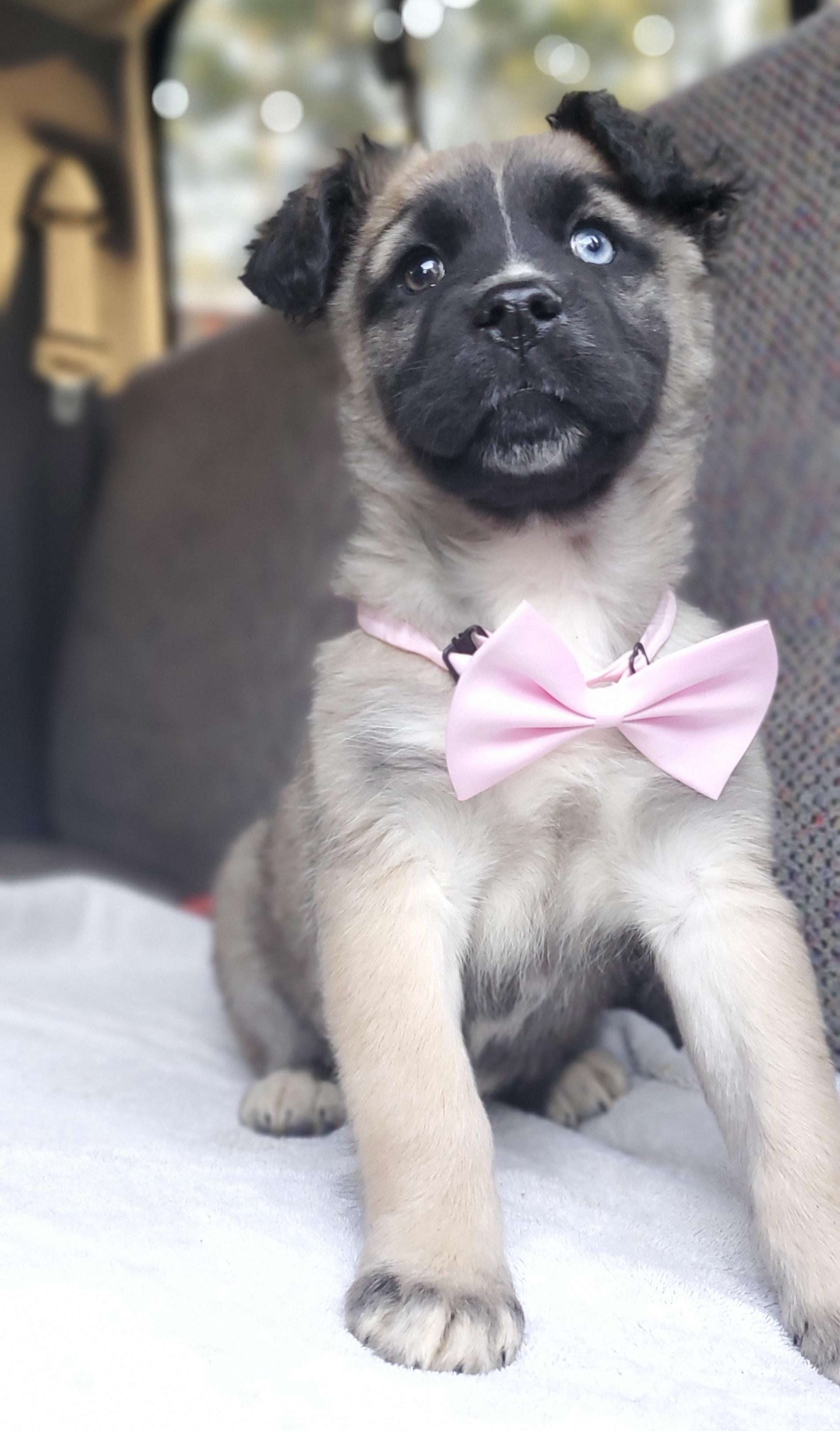 Enlarge Harper, a Adoptable mixed breed in Gilbert, SC image 2/6