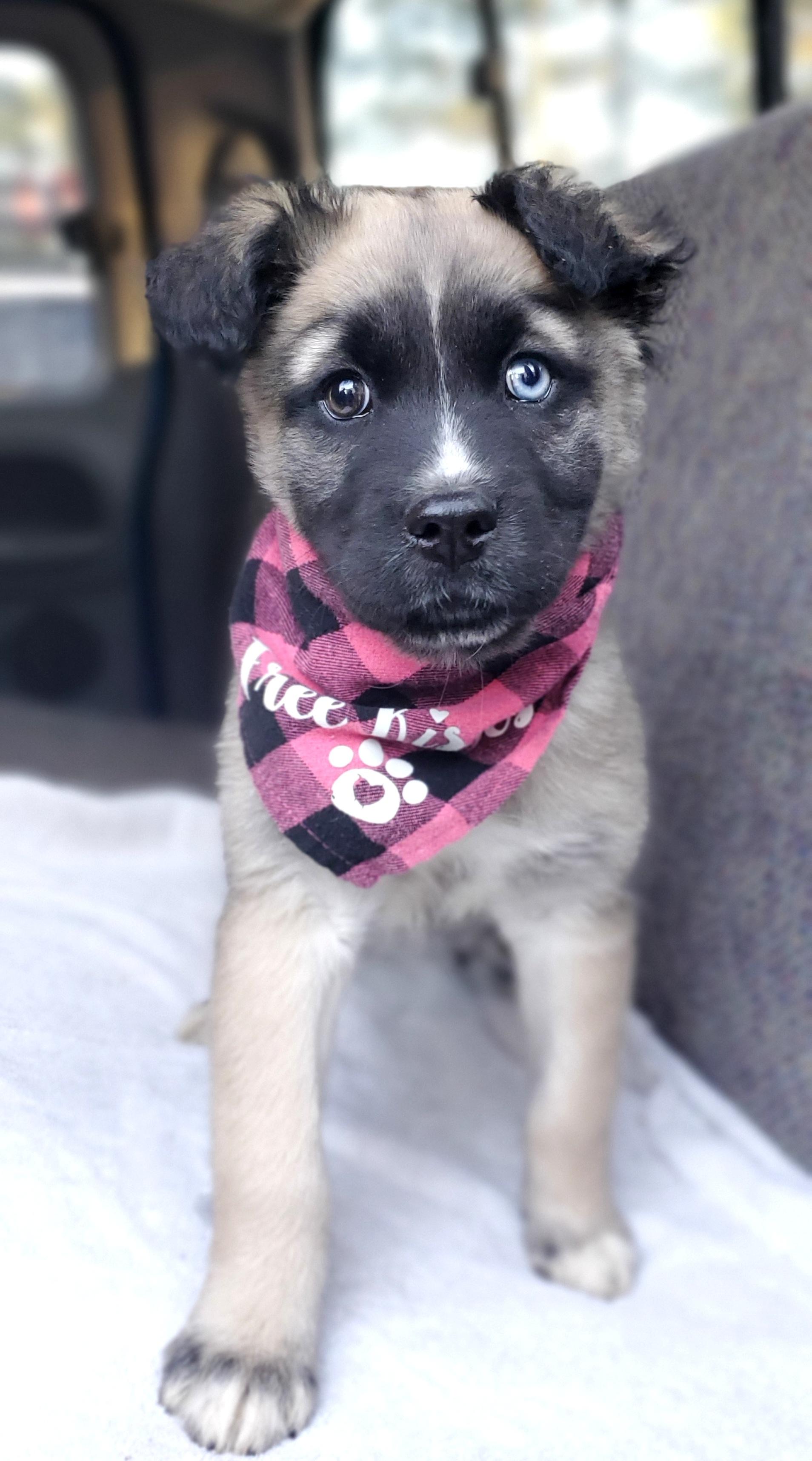 Enlarge Harper, a Adoptable mixed breed in Gilbert, SC image 6/6