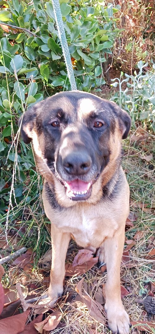 Westley , Adoptable, Adult Male Shepherd & Labrador Retriever.