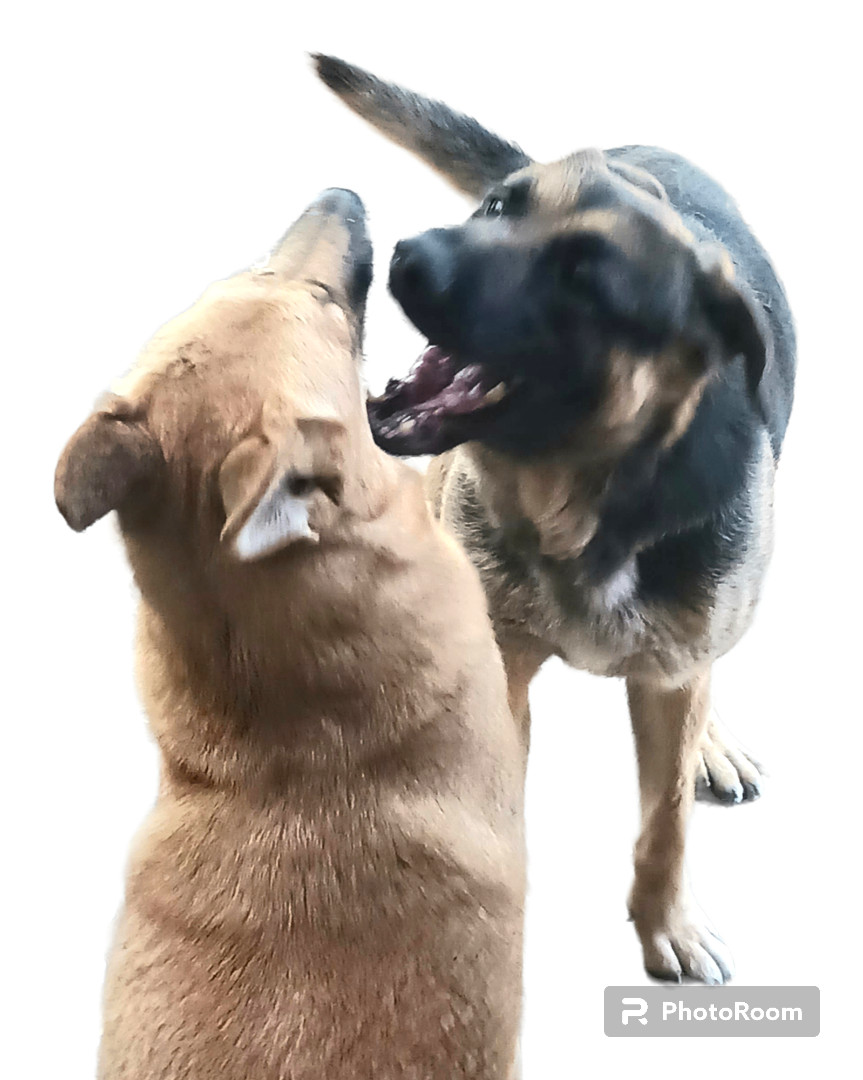 Westley , a Adoptable mixed breed in Templeton , CA image 2/6