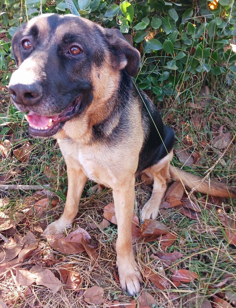 Westley , a Adoptable mixed breed in Templeton , CA image 3/6
