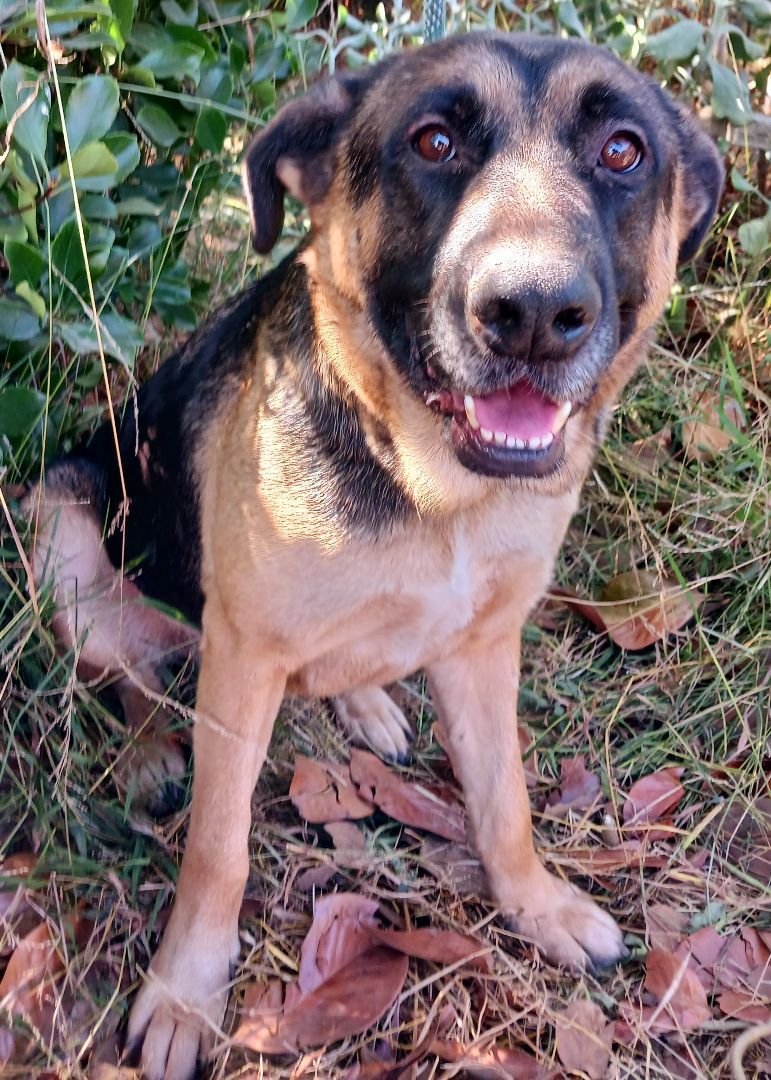 Westley , a Adoptable mixed breed in Templeton , CA image 5/6