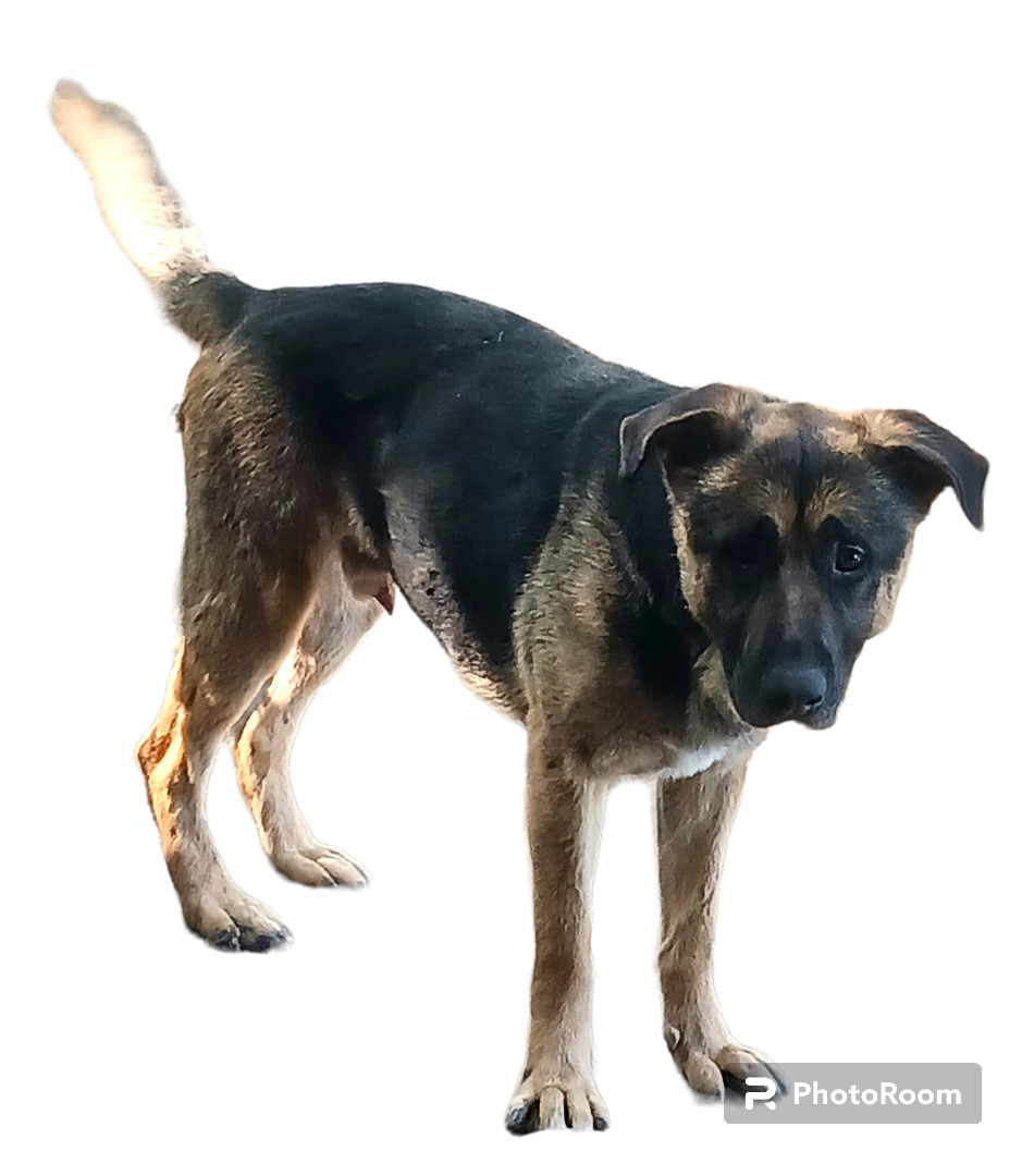 Westley , a Adoptable mixed breed in Templeton , CA image 6/6