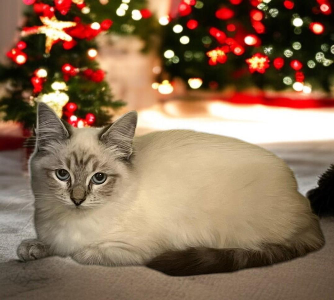 Cello — A Gentle Little Melody in Fur