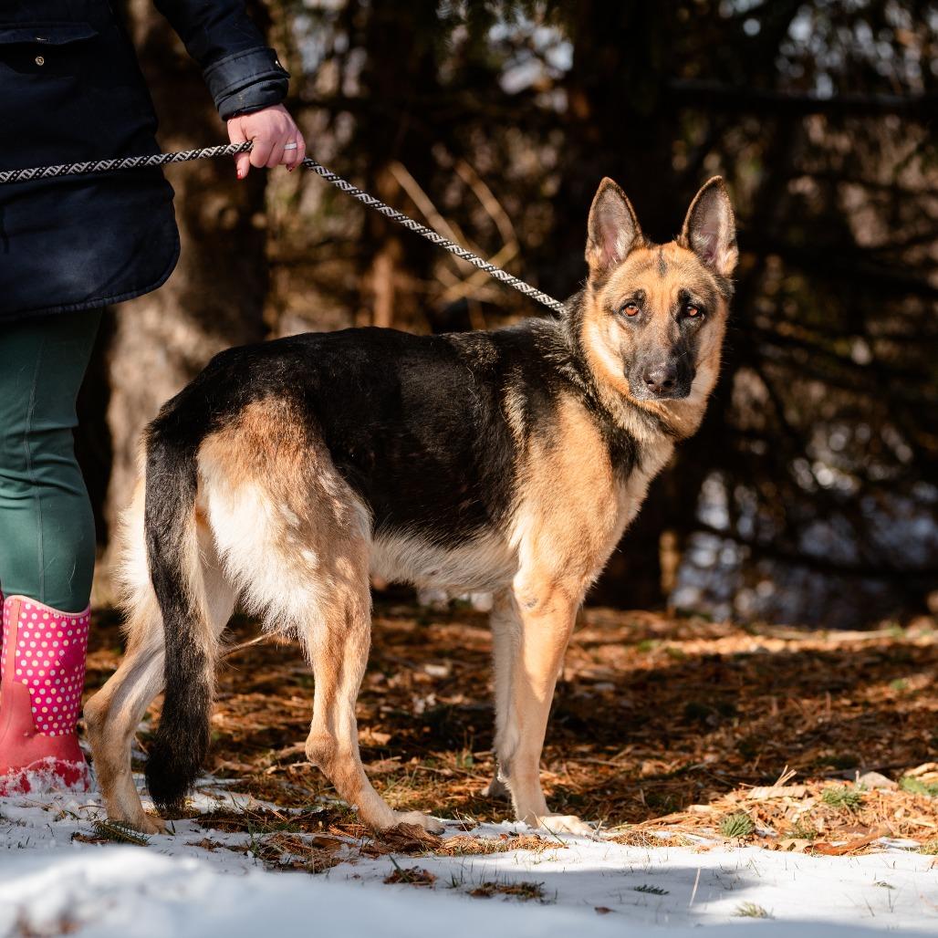 Ariel, Adult Female German Shepherd Dog