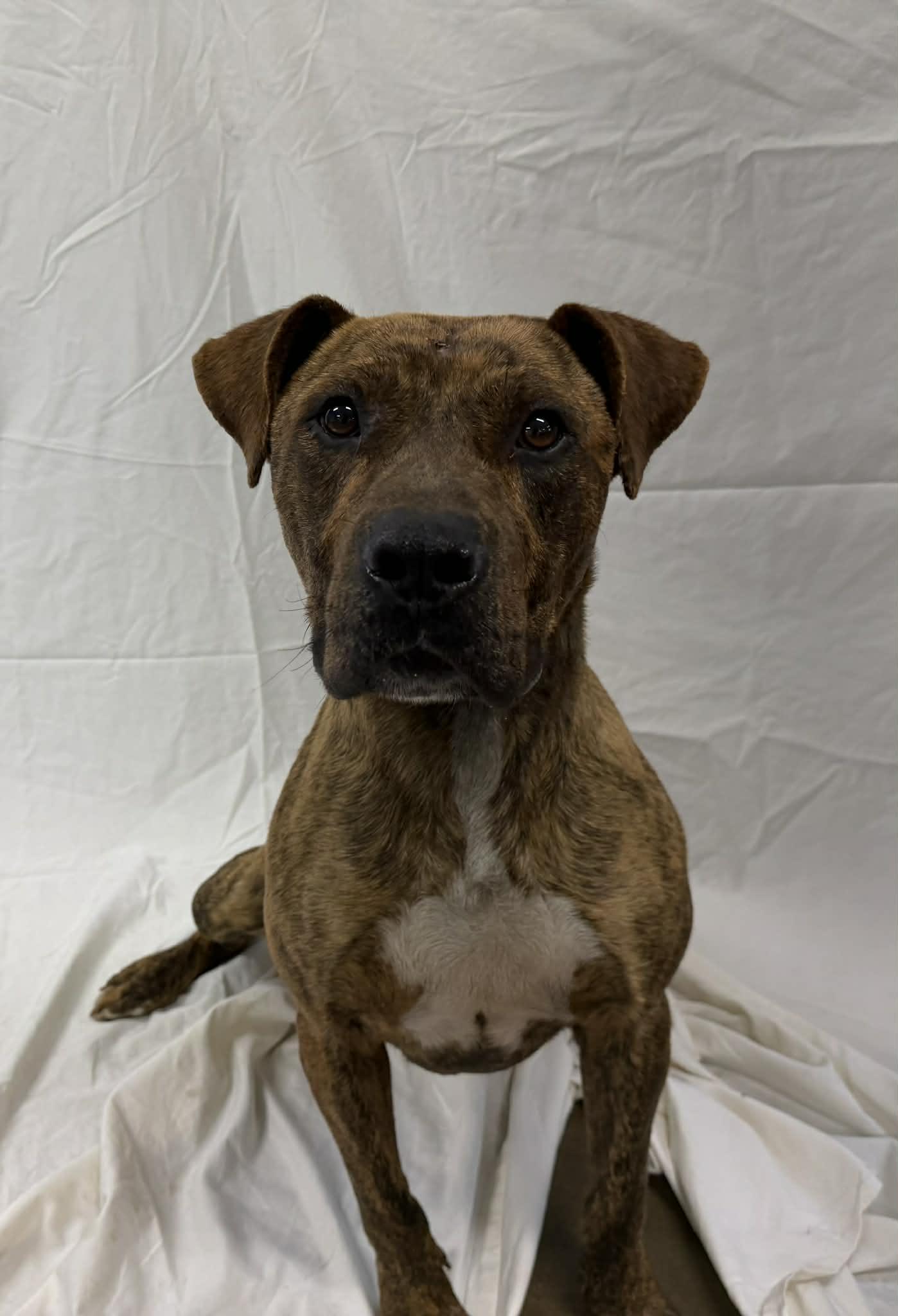Timone, a ADOPTABLE mixed breed in Shelbyville, KY image 4/4