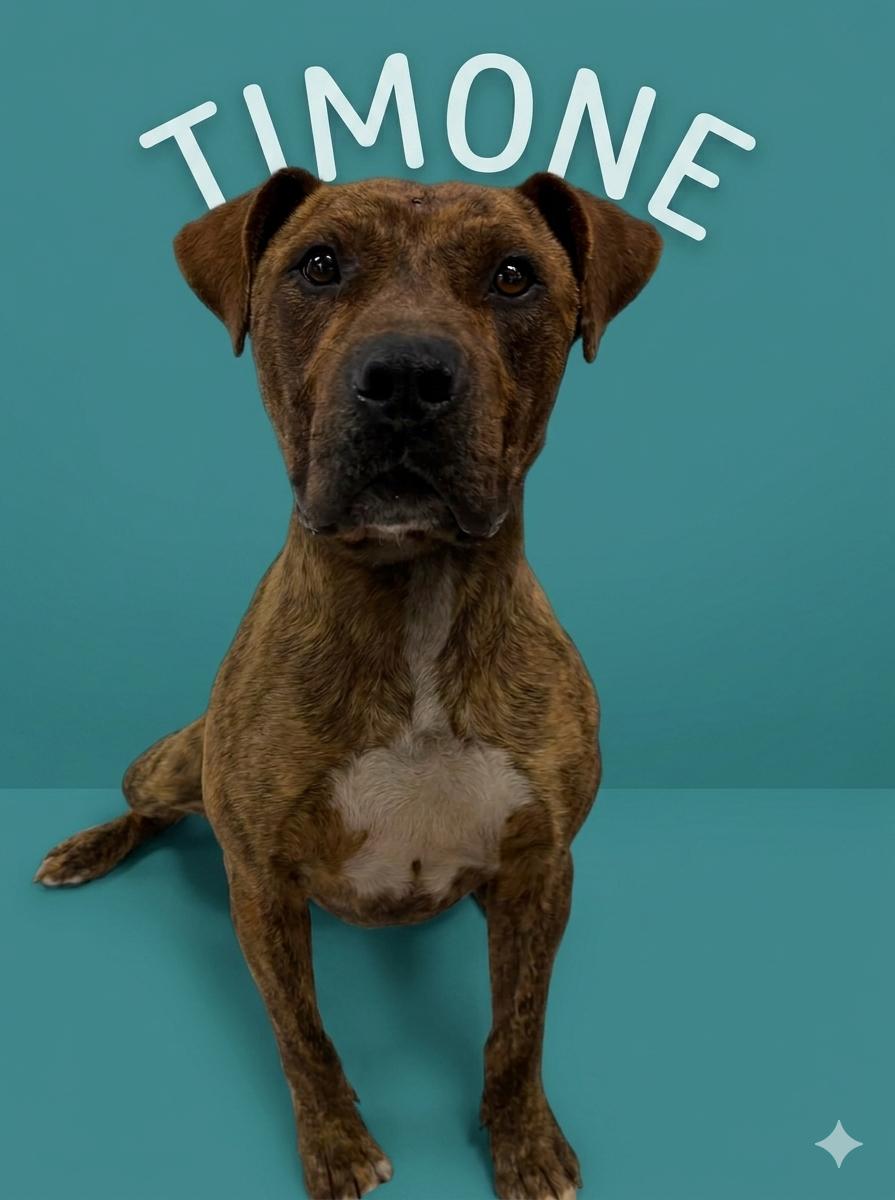 Timone, a ADOPTABLE mixed breed in Shelbyville, KY image 3/4