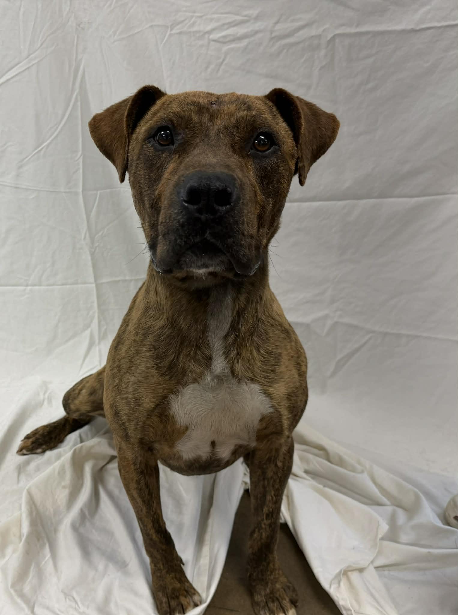 Timone, ADOPTABLE, Adult Male Labrador Retriever.