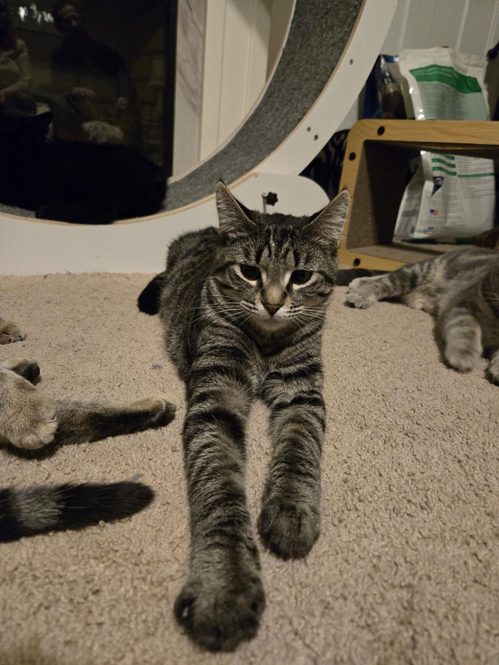 Baby Ruth, Adoptable, Young Female Tabby & Domestic Short Hair.