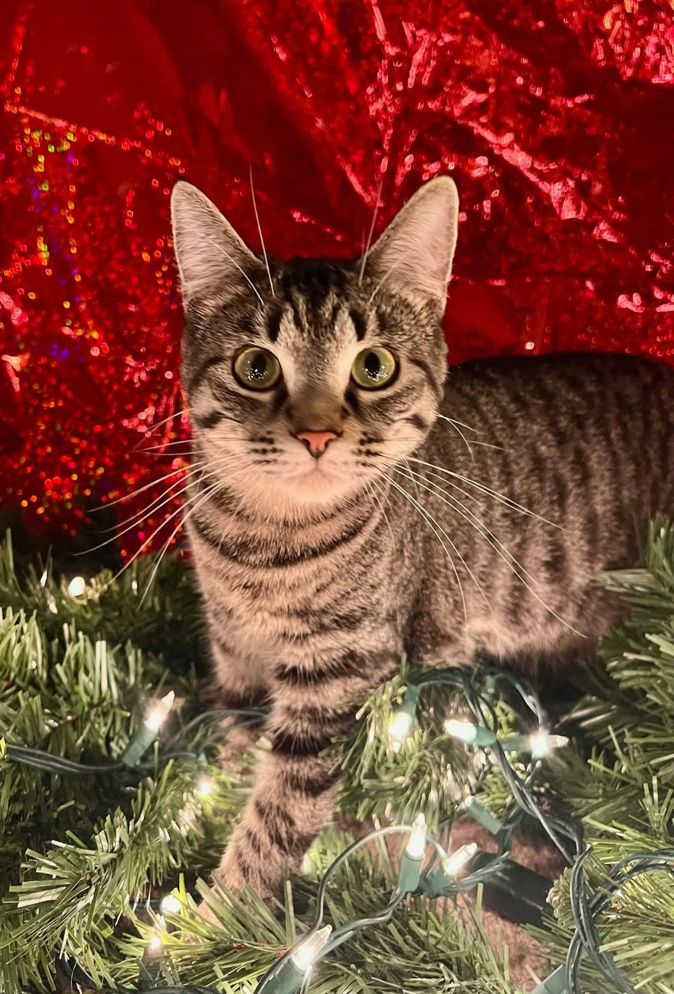 Enlarge Baby Ruth, a Adoptable mixed breed in Minneapolis, MN image 2/3