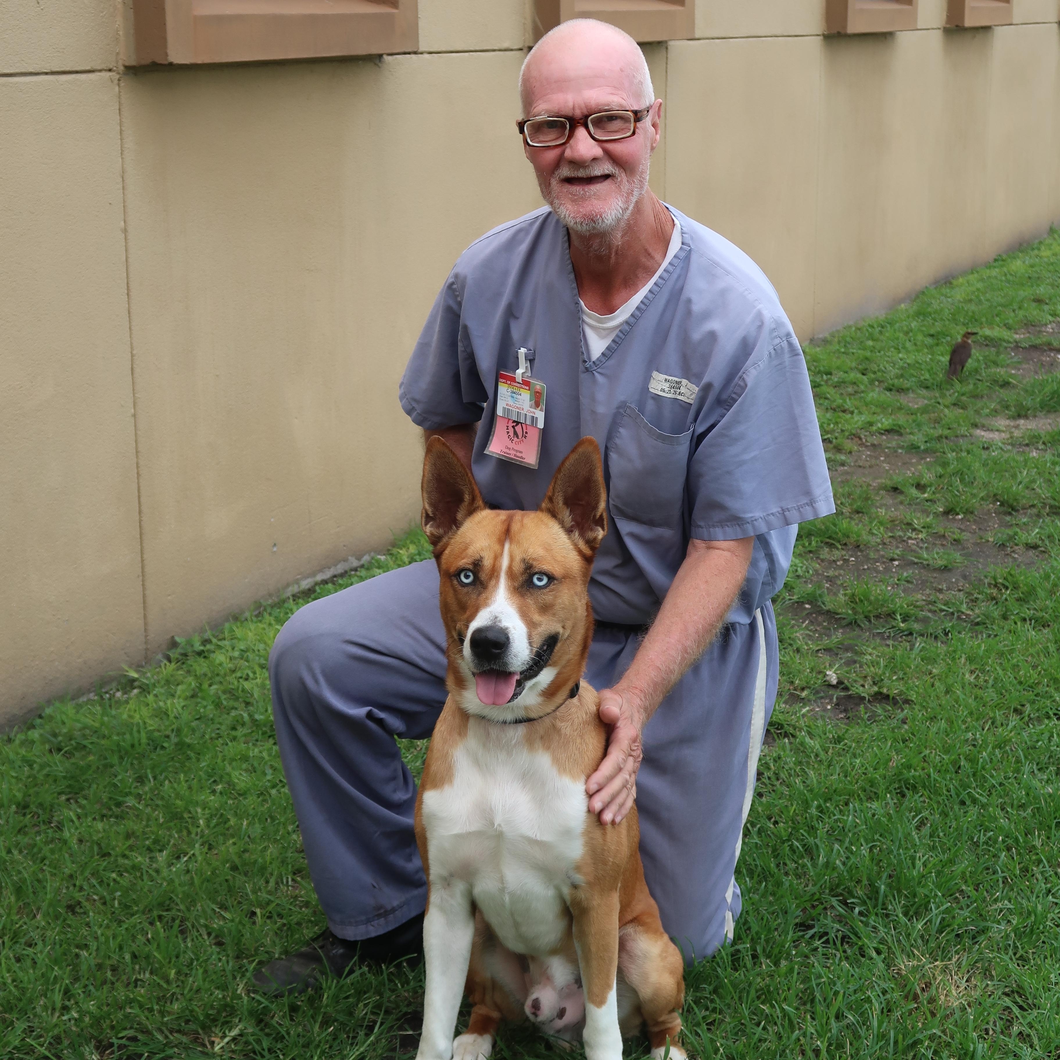 Enlarge Apollo - TRAINED DOG , a ADOPTABLE mixed breed in Miami, FL image 6/6