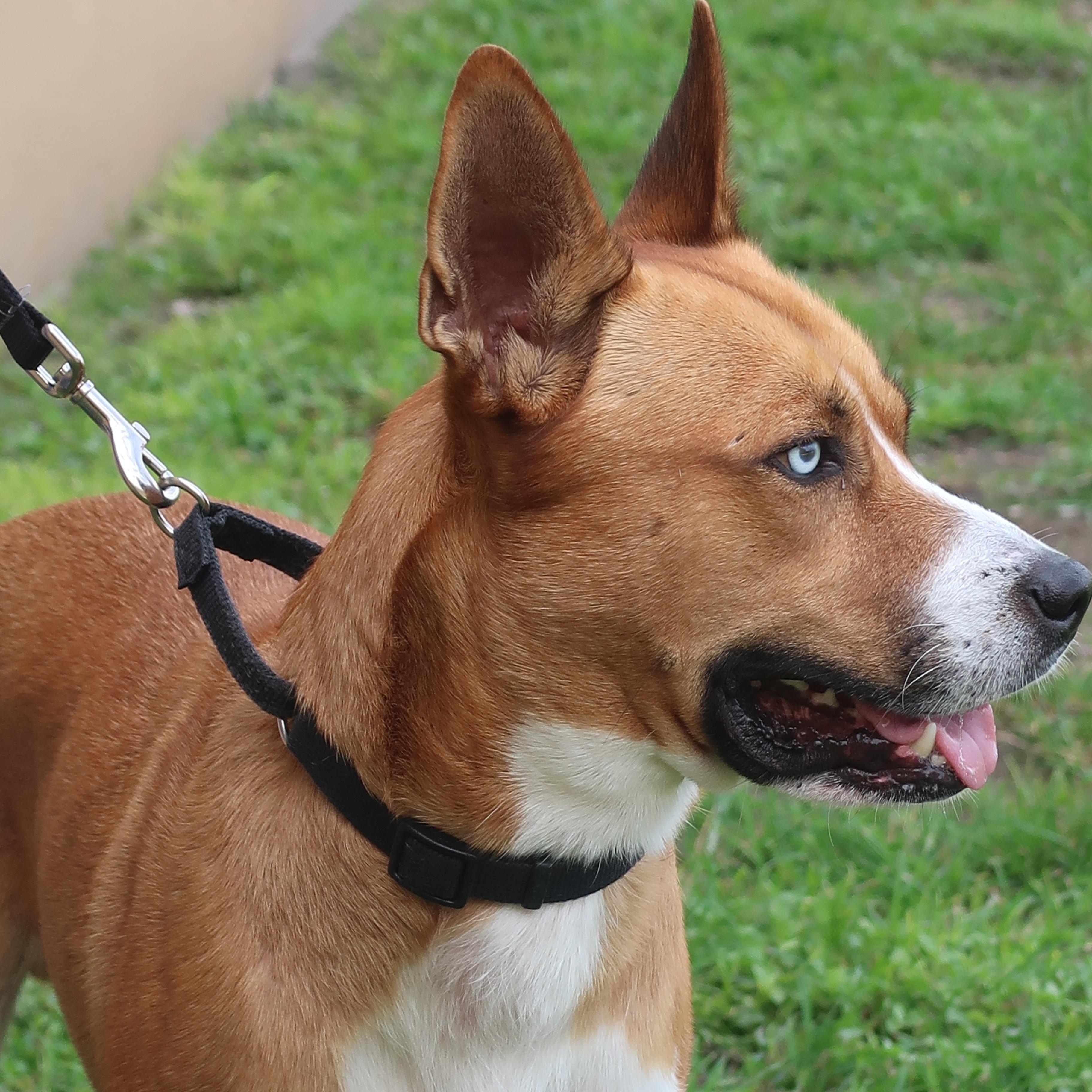 Enlarge Apollo - TRAINED DOG , a ADOPTABLE mixed breed in Miami, FL image 2/6