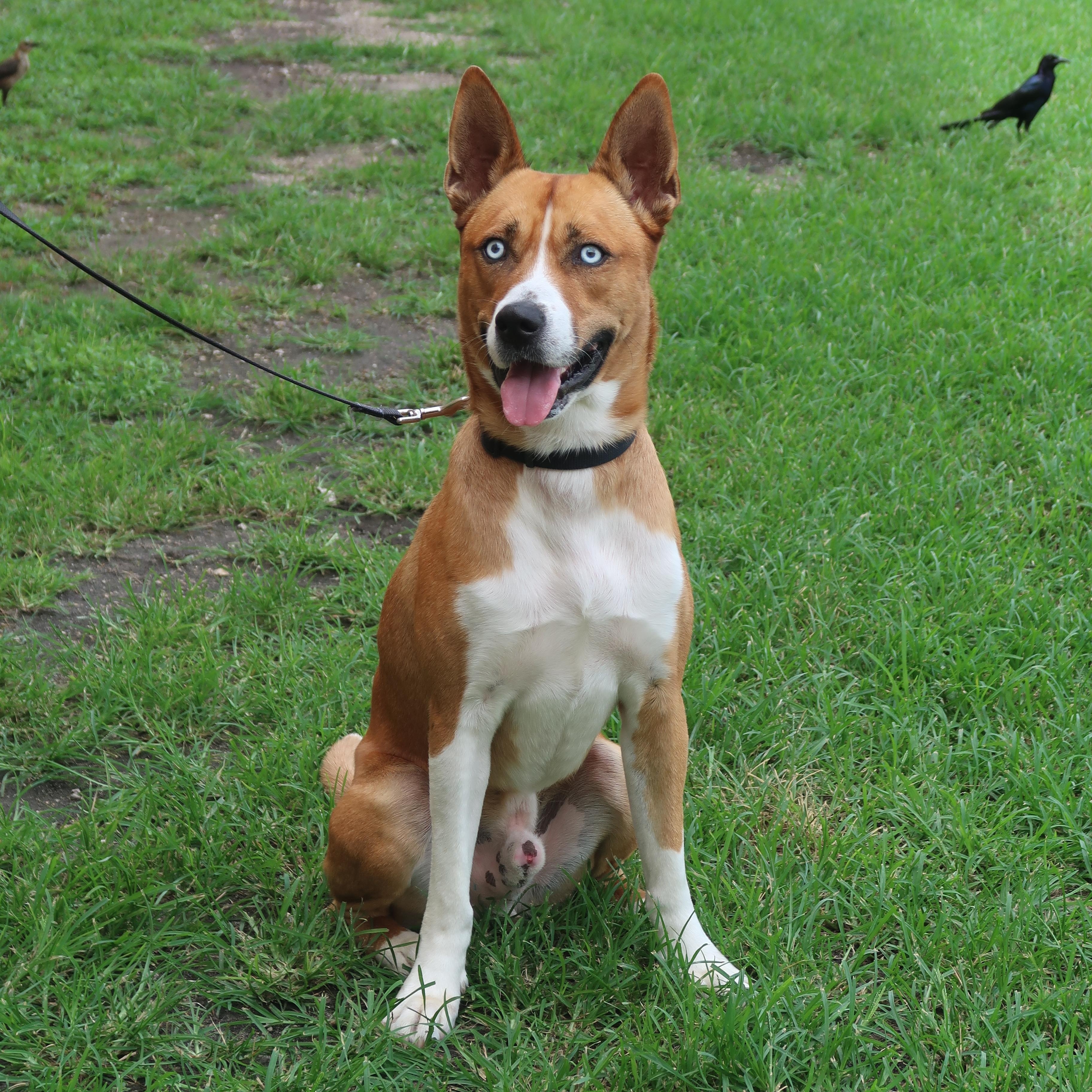 Enlarge Apollo - TRAINED DOG , a ADOPTABLE mixed breed in Miami, FL image 4/6