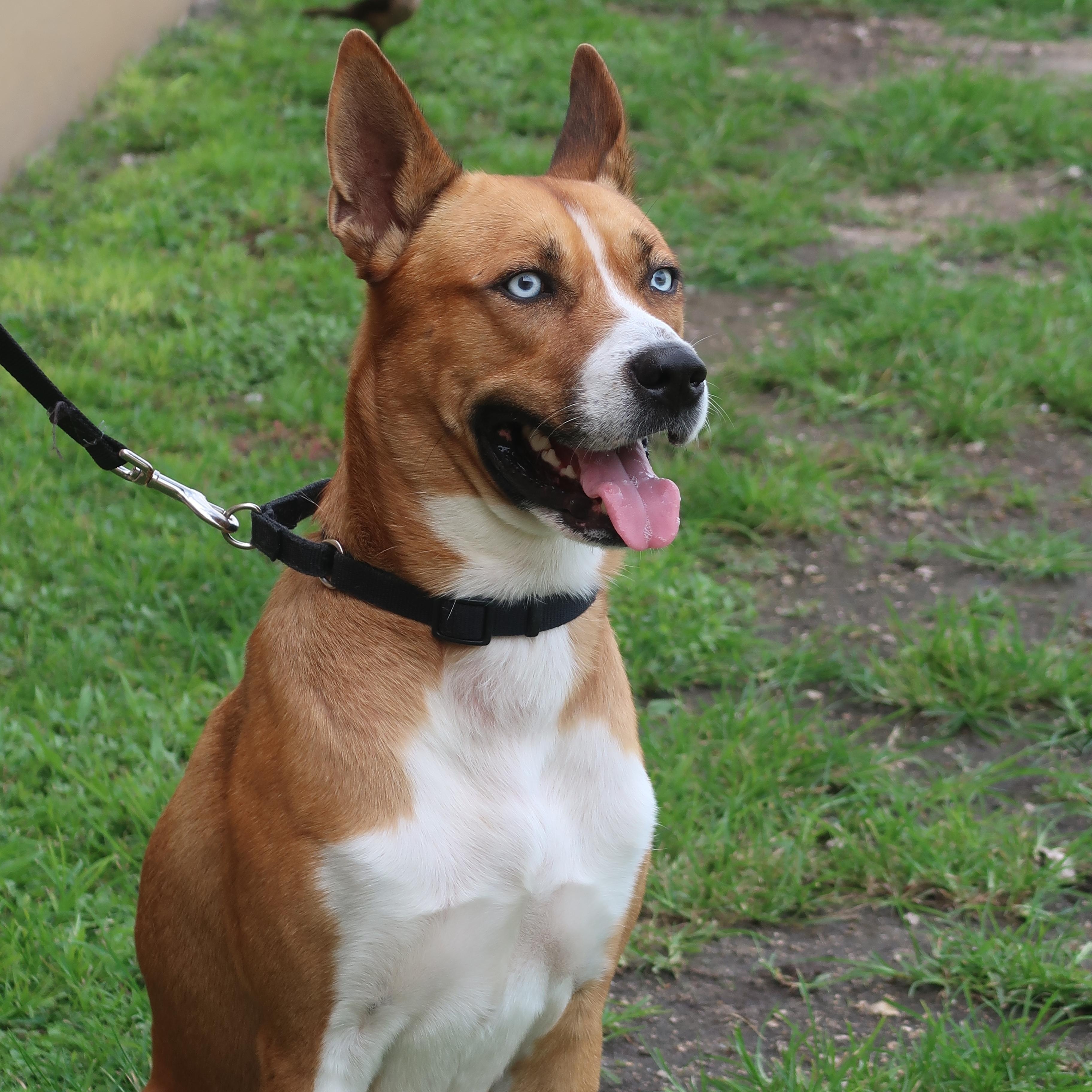 Enlarge Apollo - TRAINED DOG , a ADOPTABLE mixed breed in Miami, FL image 5/6