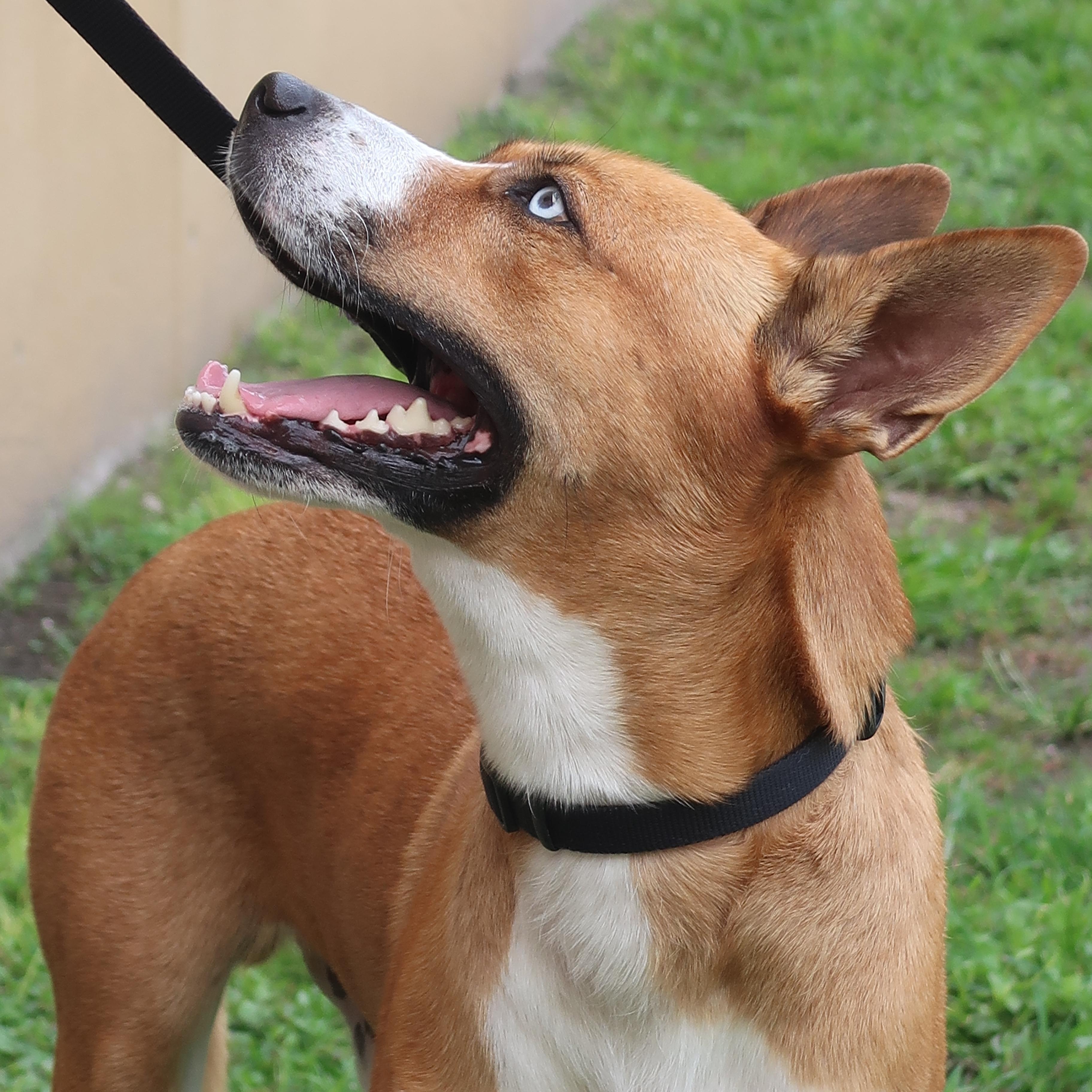 Enlarge Apollo - TRAINED DOG , a ADOPTABLE mixed breed in Miami, FL image 3/6