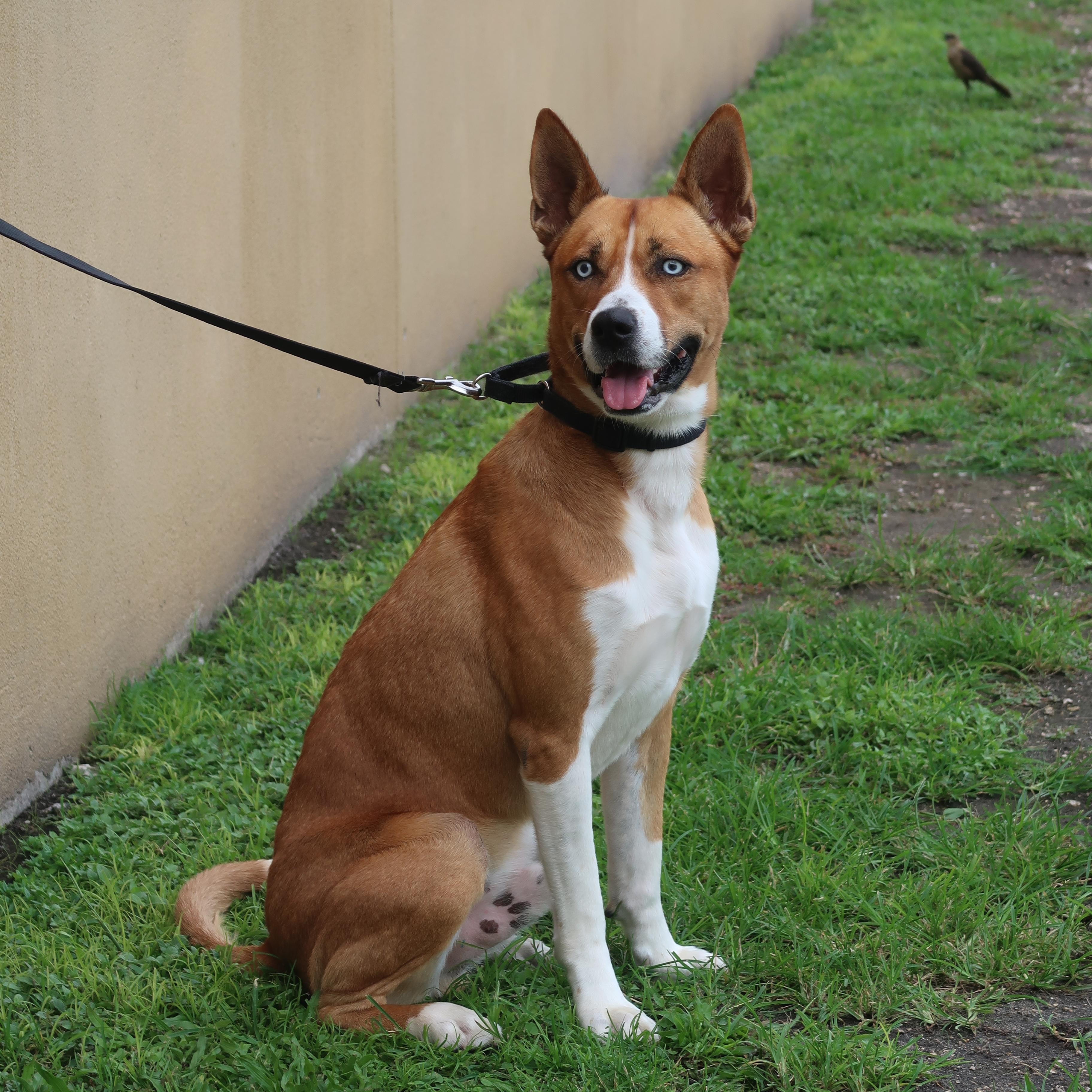 Enlarge Apollo - TRAINED DOG , a ADOPTABLE mixed breed in Miami, FL image 1/6