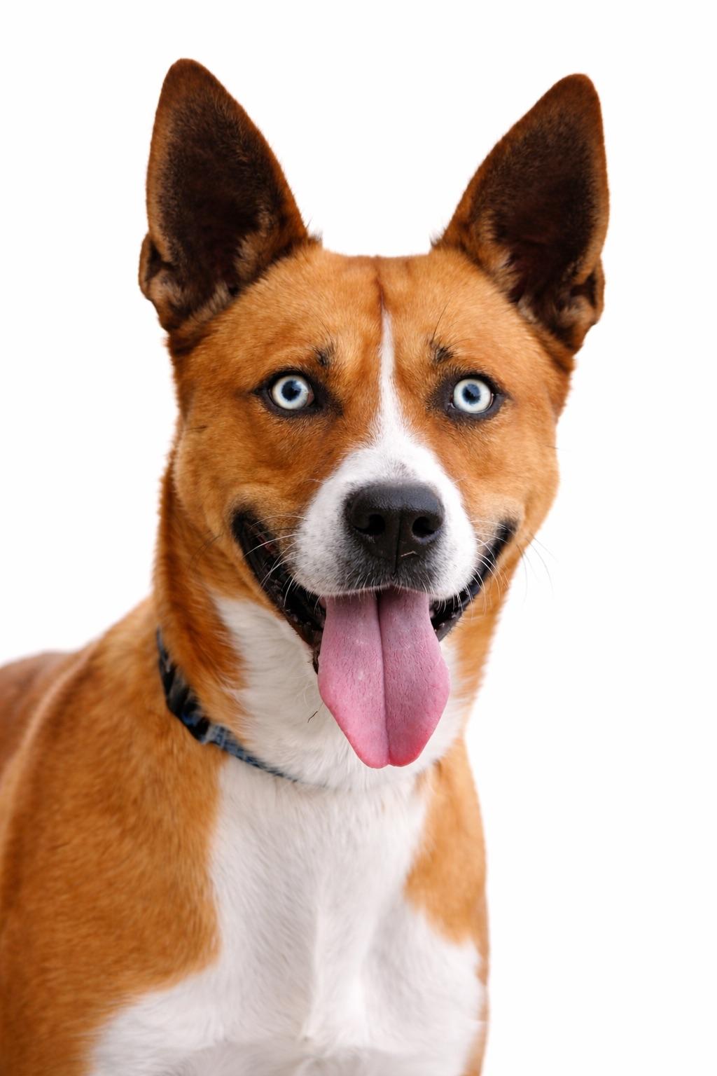 Apollo - TRAINED DOG , ADOPTABLE, Young Male Husky & Pit Bull Terrier.