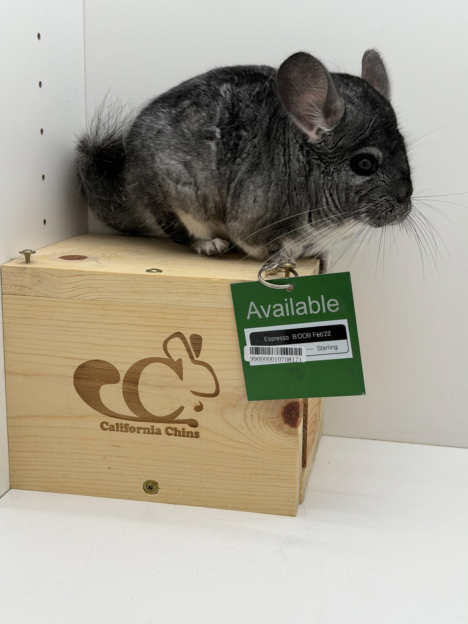 Enlarge Espresso, a Adoptable Chinchilla in Sunnyvale, CA image 1/3