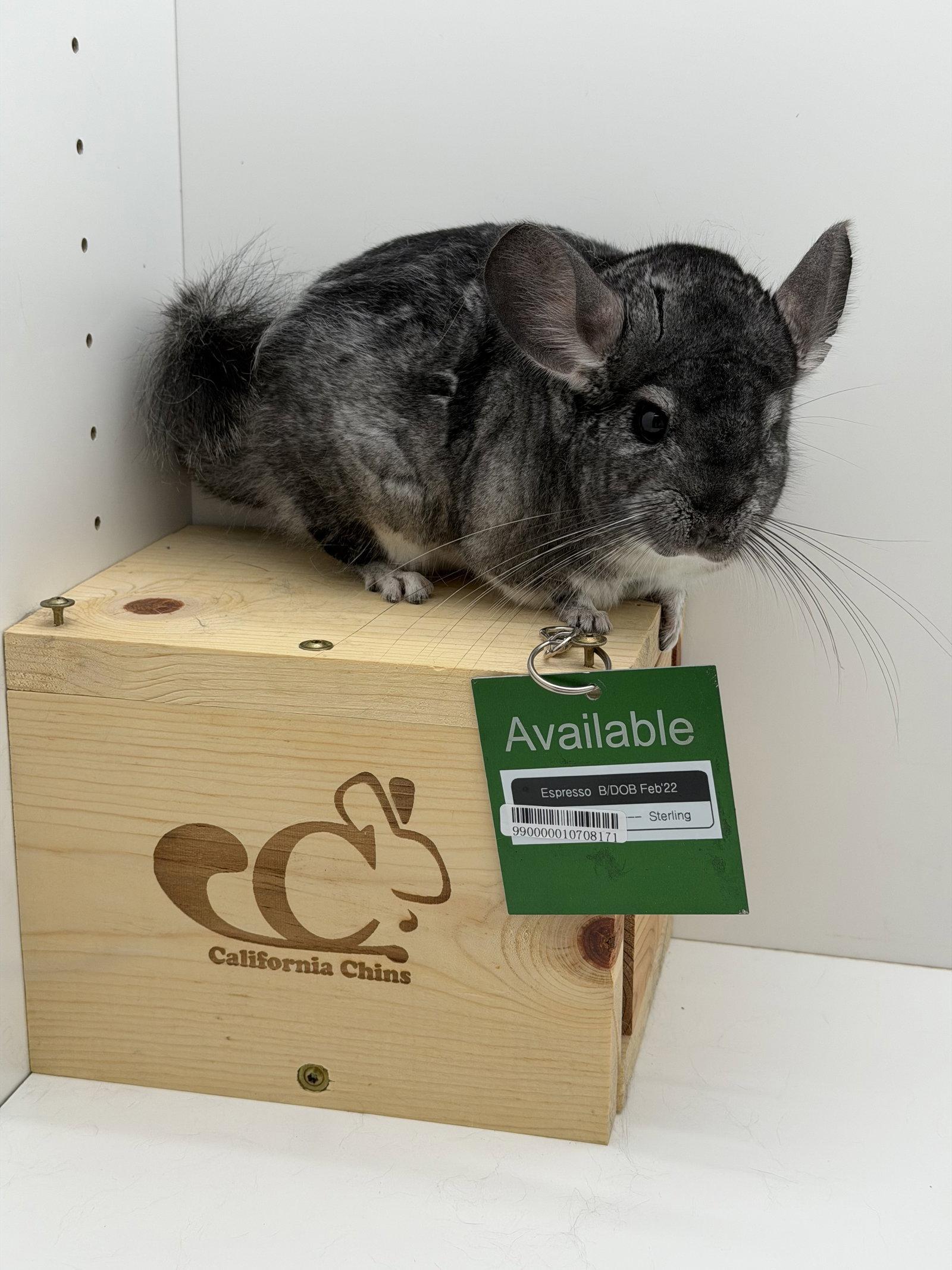 Enlarge Espresso, a Adoptable Chinchilla in Sunnyvale, CA image 2/3