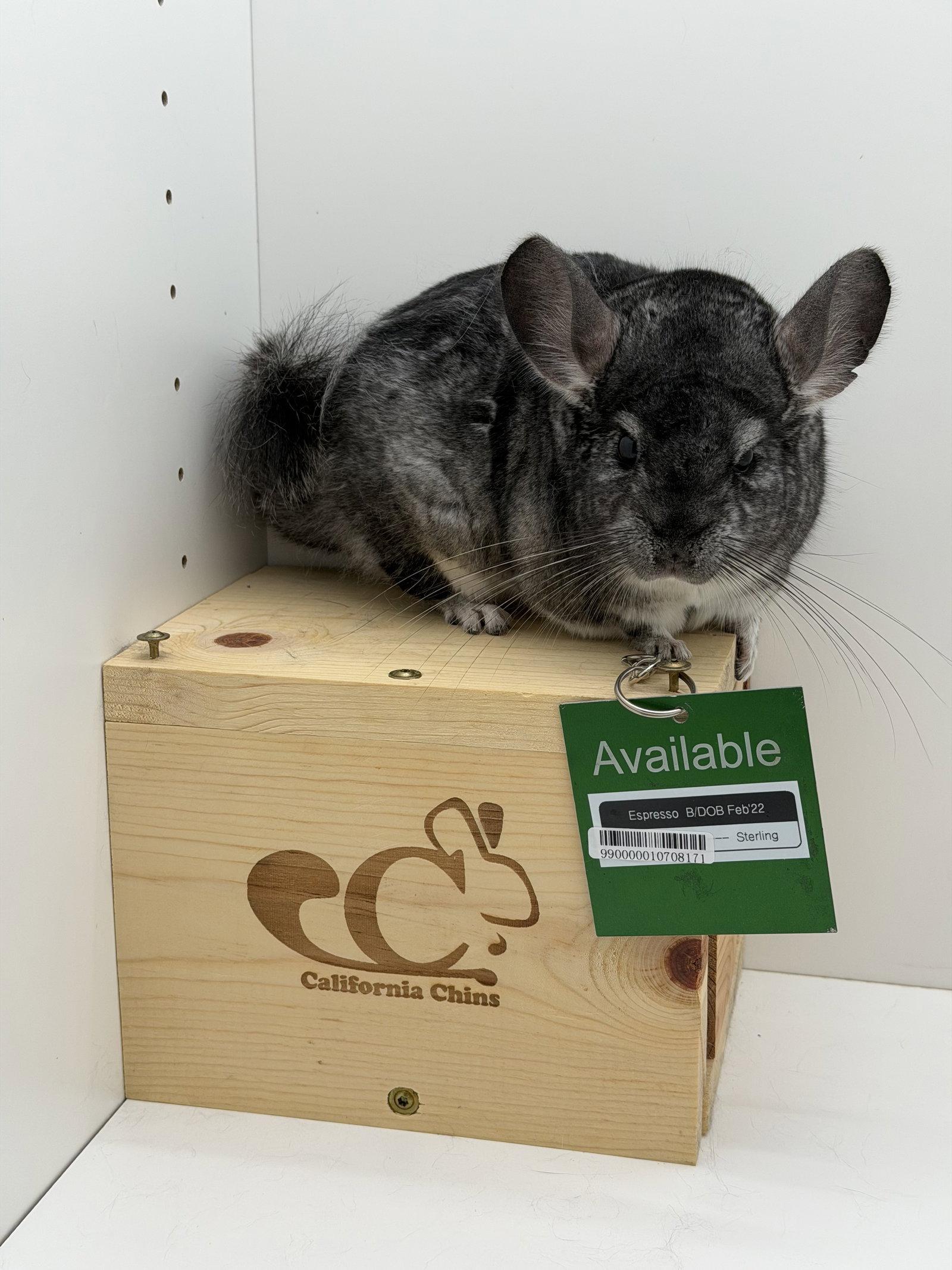 Enlarge Espresso, a Adoptable Chinchilla in Sunnyvale, CA image 3/3