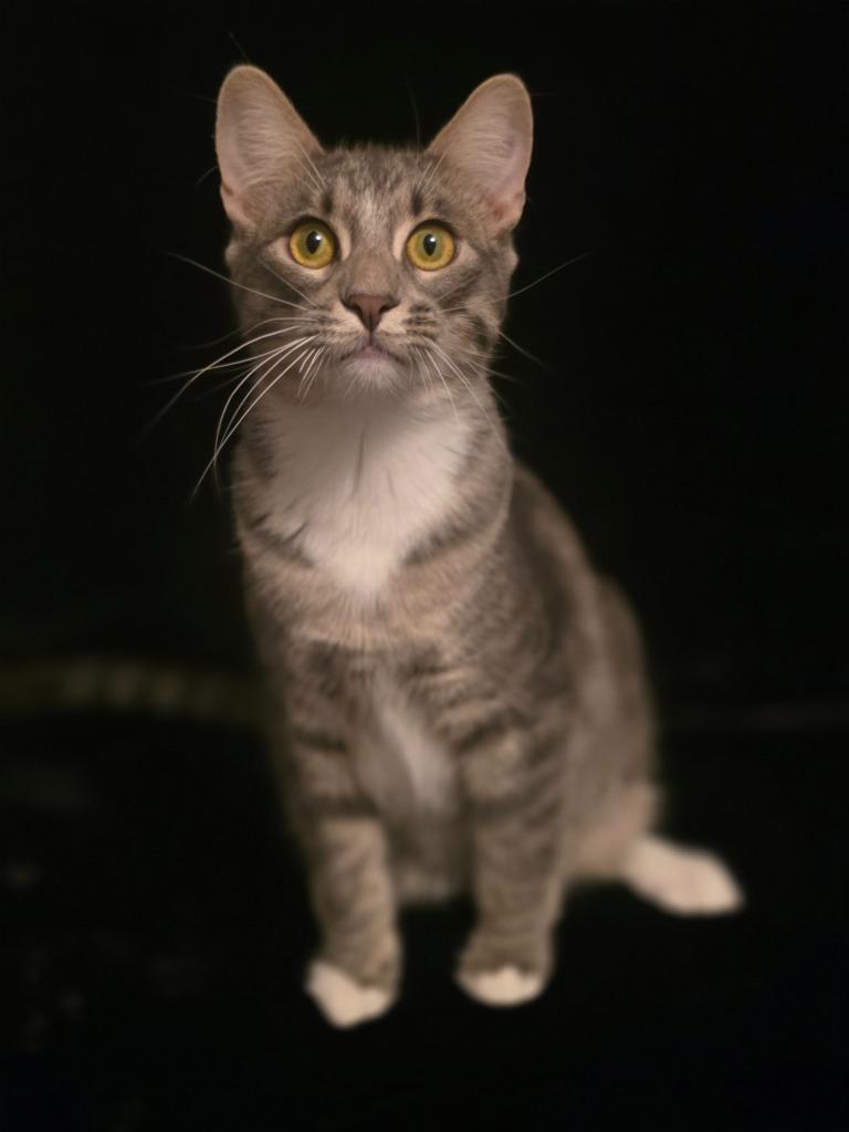 Fireside, a Adoptable mixed breed in Miami, OK image 1/4