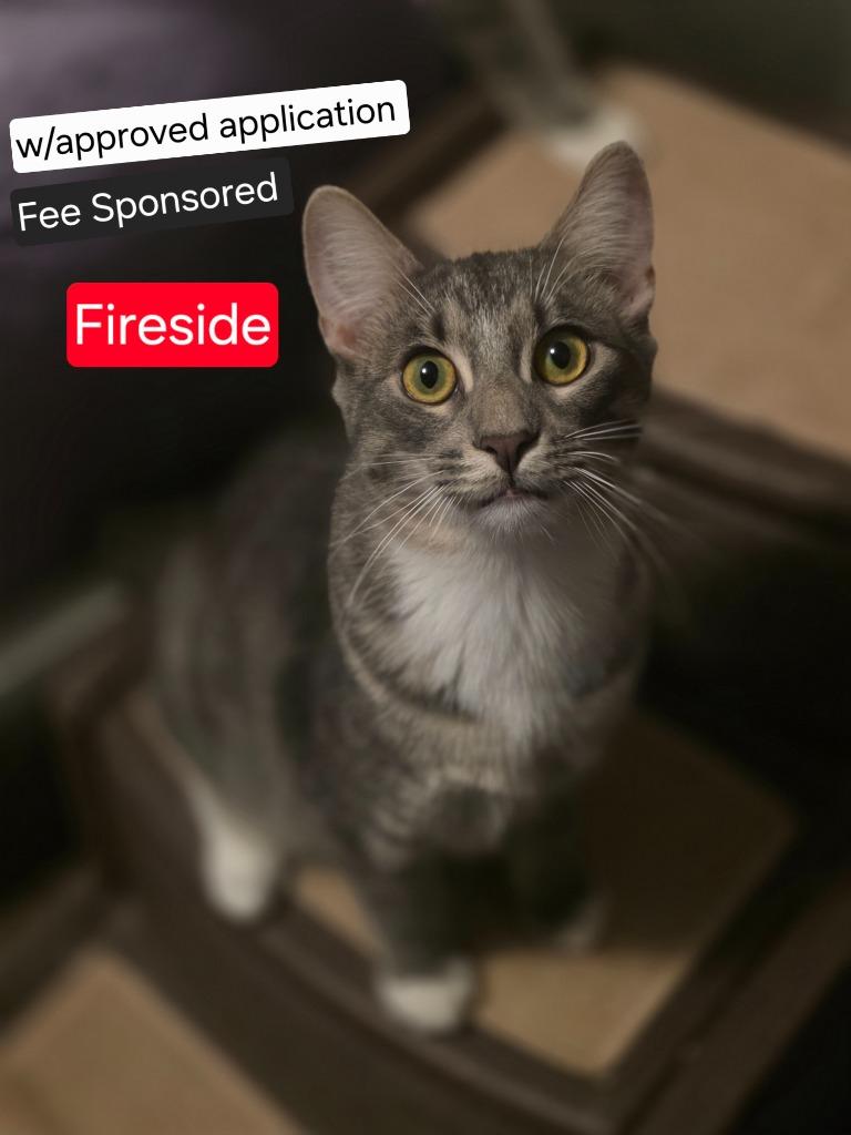 Fireside, a Adoptable mixed breed in Miami, OK image 2/4