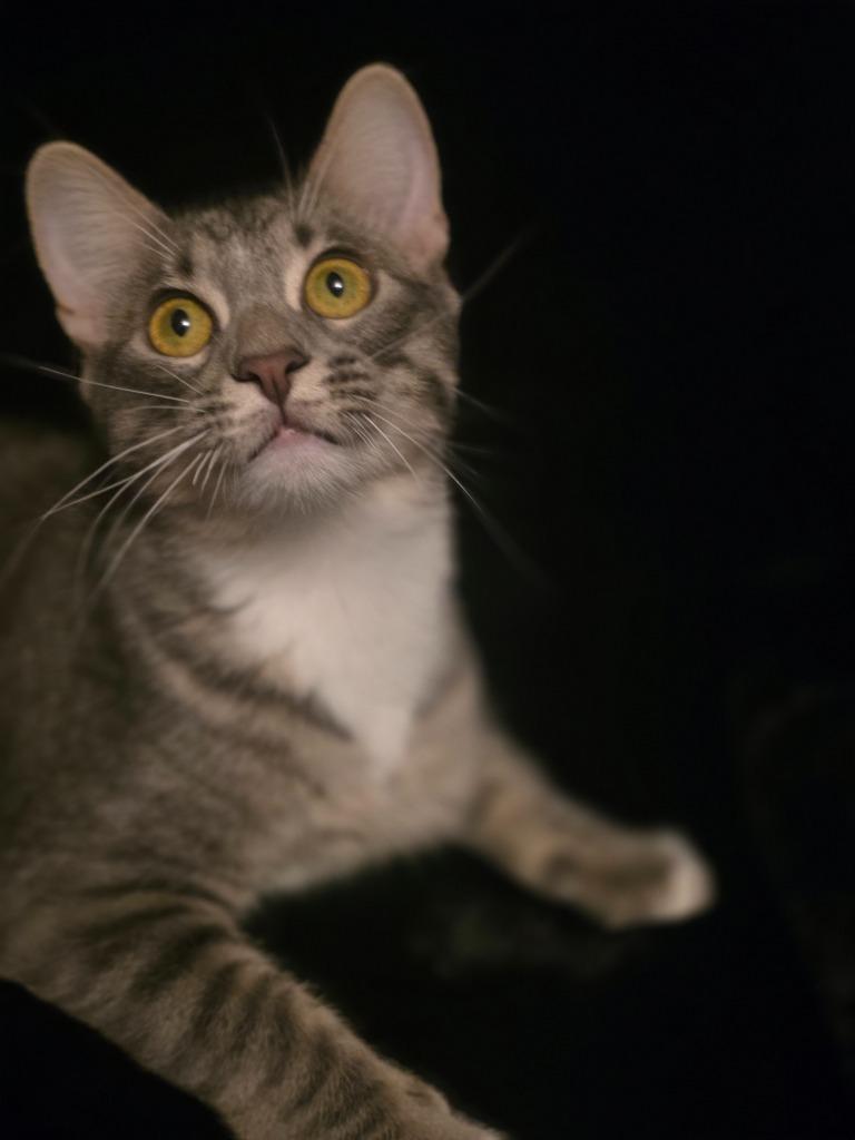 Fireside, a Adoptable mixed breed in Miami, OK image 3/4