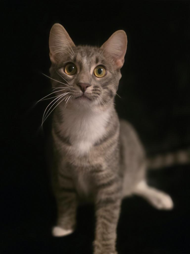 Fireside, a Adoptable mixed breed in Miami, OK image 4/4