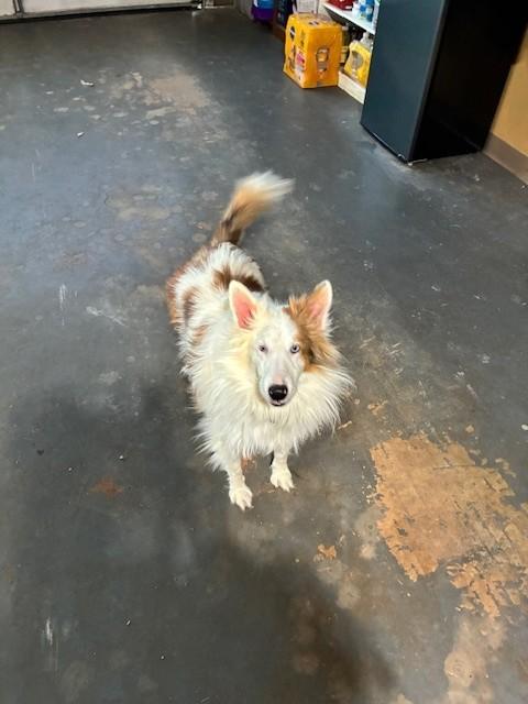 Jazz, Adoptable, Young Male Shetland Sheepdog / Sheltie.