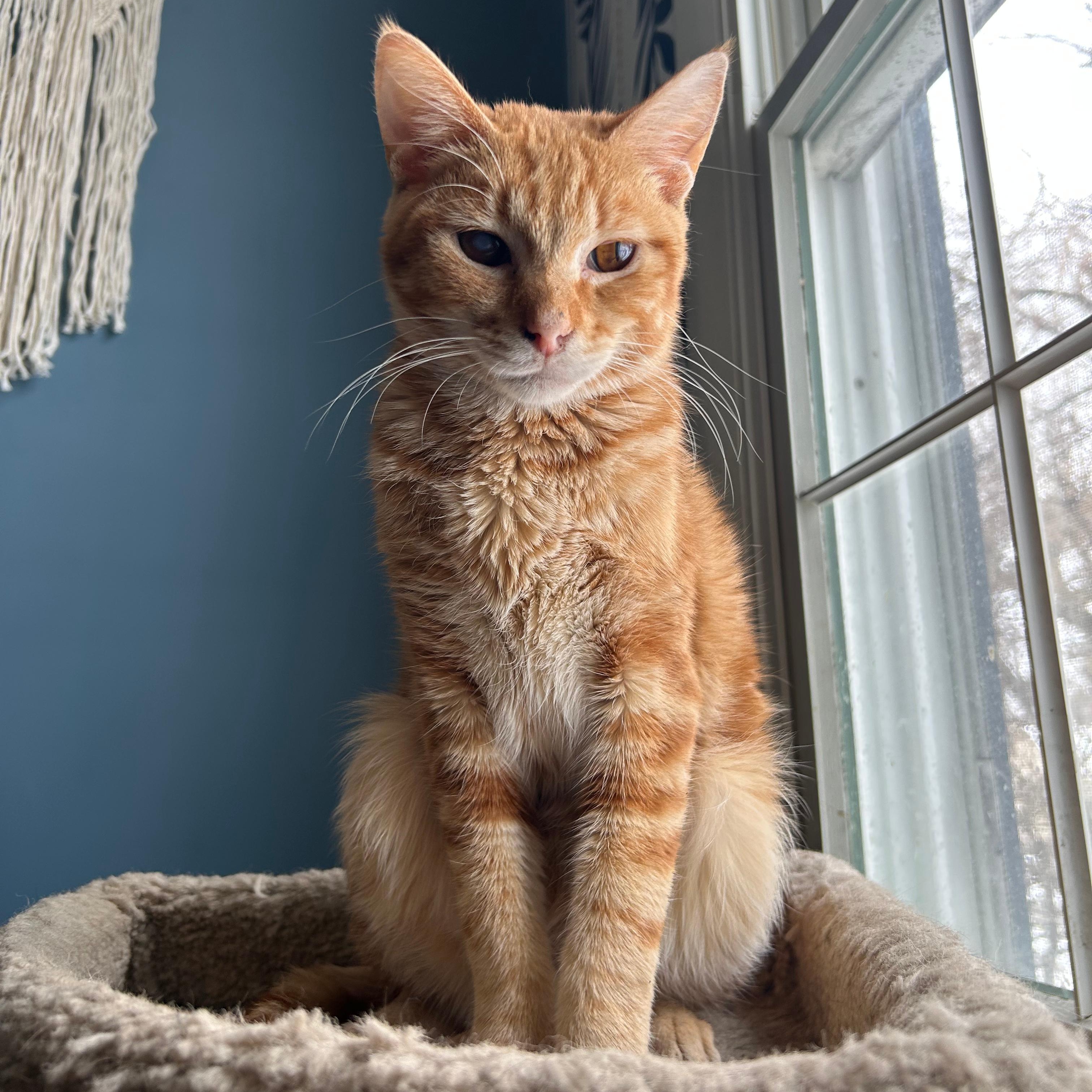 Enlarge Ginger Spice DW 0924, a Adoptable Domestic Short Hair in West Bloomfield, MI image 1/3