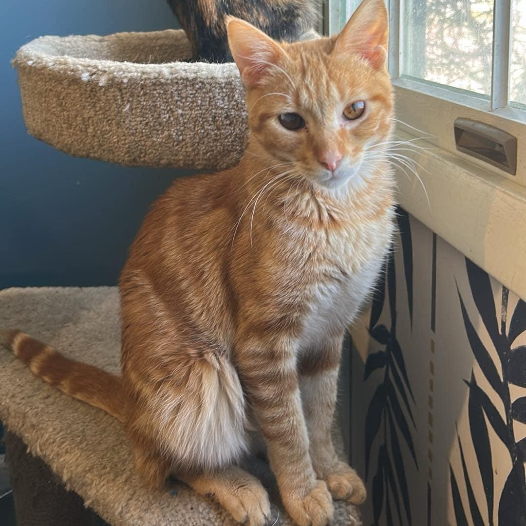 Enlarge Ginger Spice DW 0924, a Adoptable Domestic Short Hair in West Bloomfield, MI image 2/3