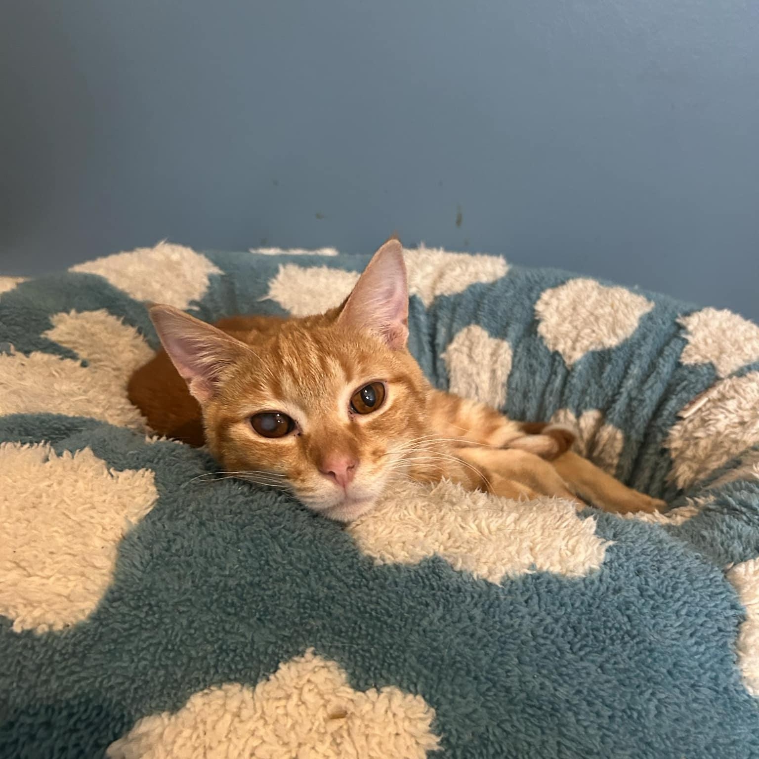 Enlarge Ginger Spice DW 0924, a Adoptable Domestic Short Hair in West Bloomfield, MI image 3/3