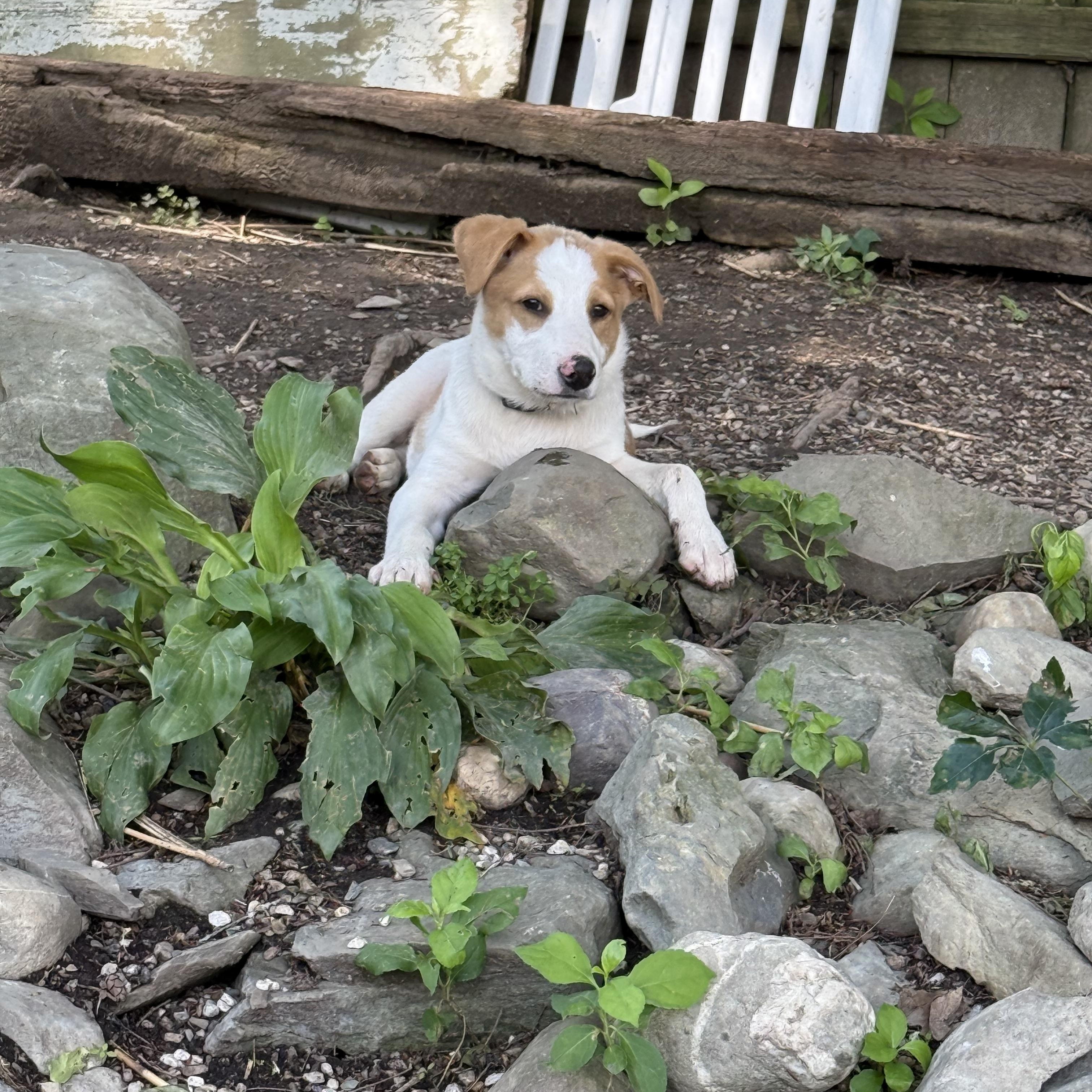 Bandit, adopted, Puppy Male Mixed Breed.