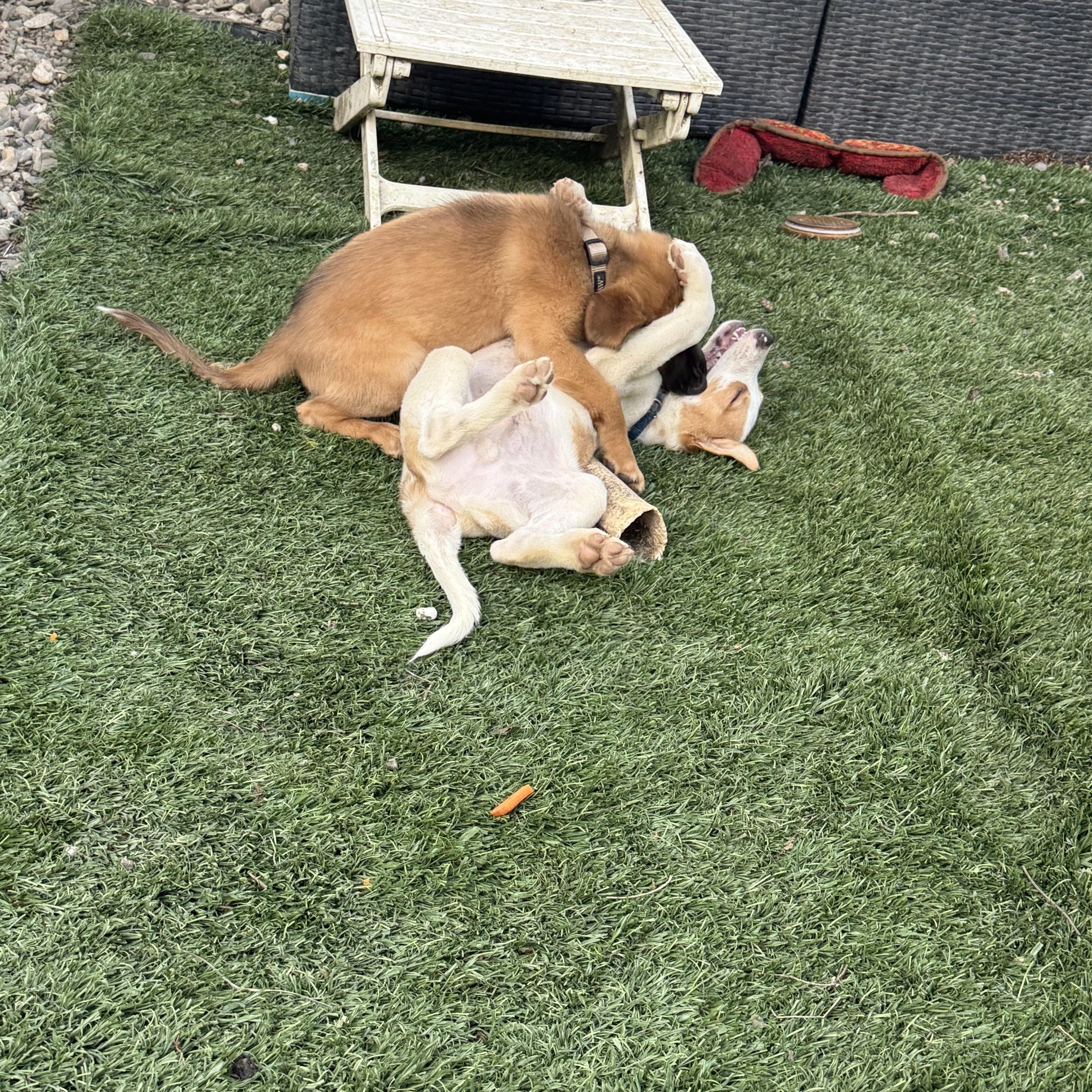 Bandit, an adopted mixed breed in Montclair, NJ image 6/6