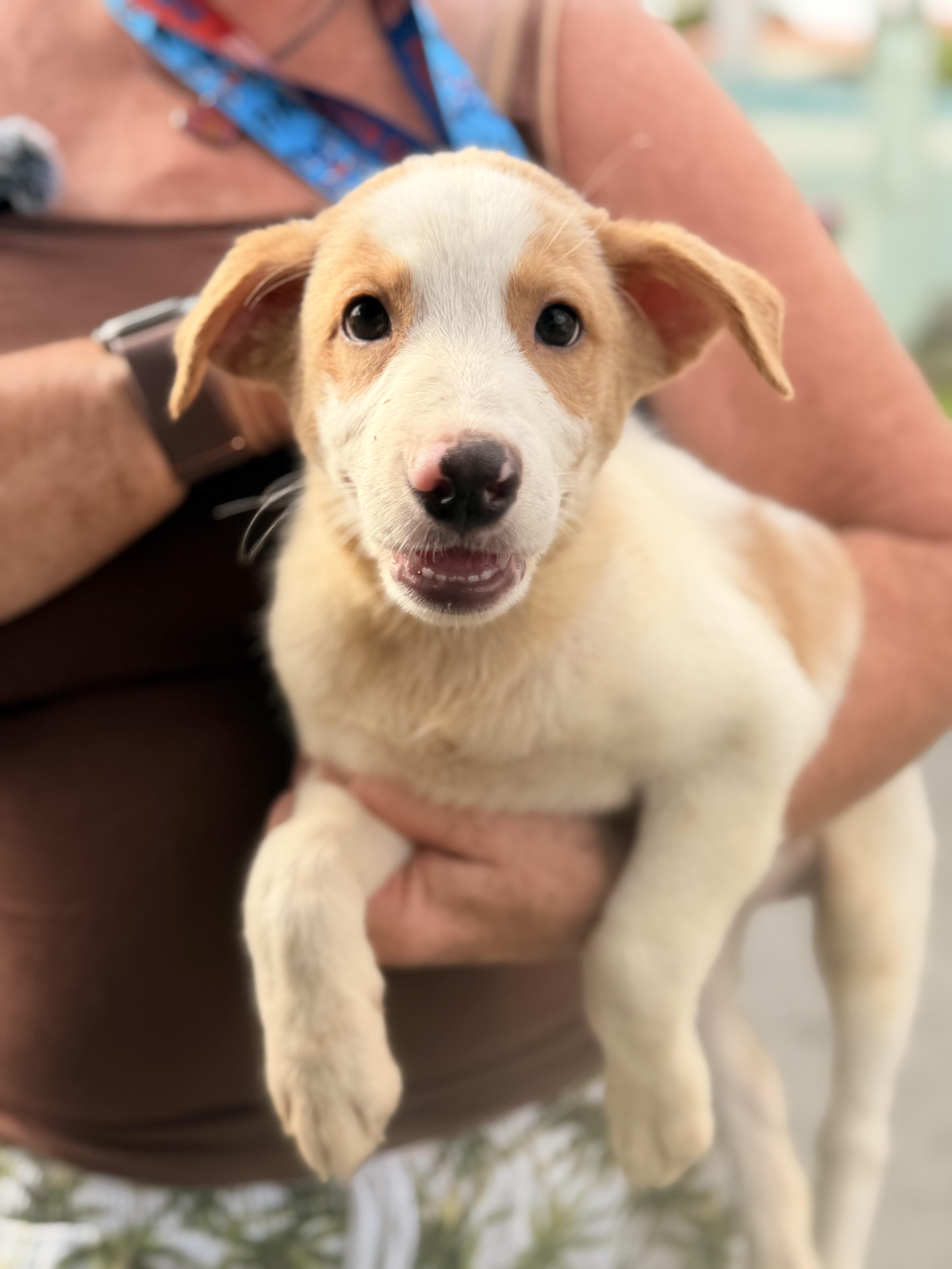 Bandit, an adopted mixed breed in Montclair, NJ image 4/6