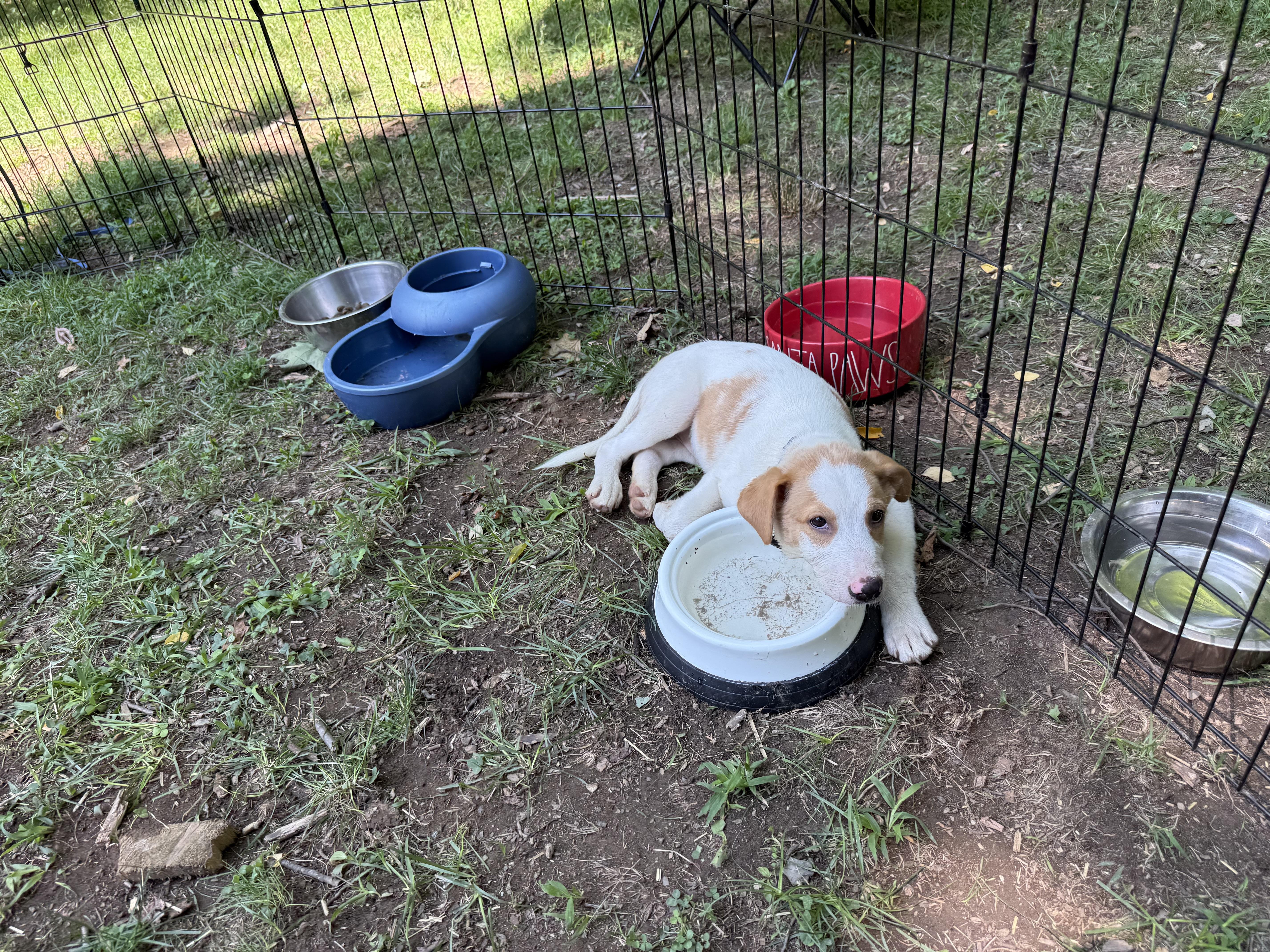 Bandit, an adopted mixed breed in Montclair, NJ image 5/6