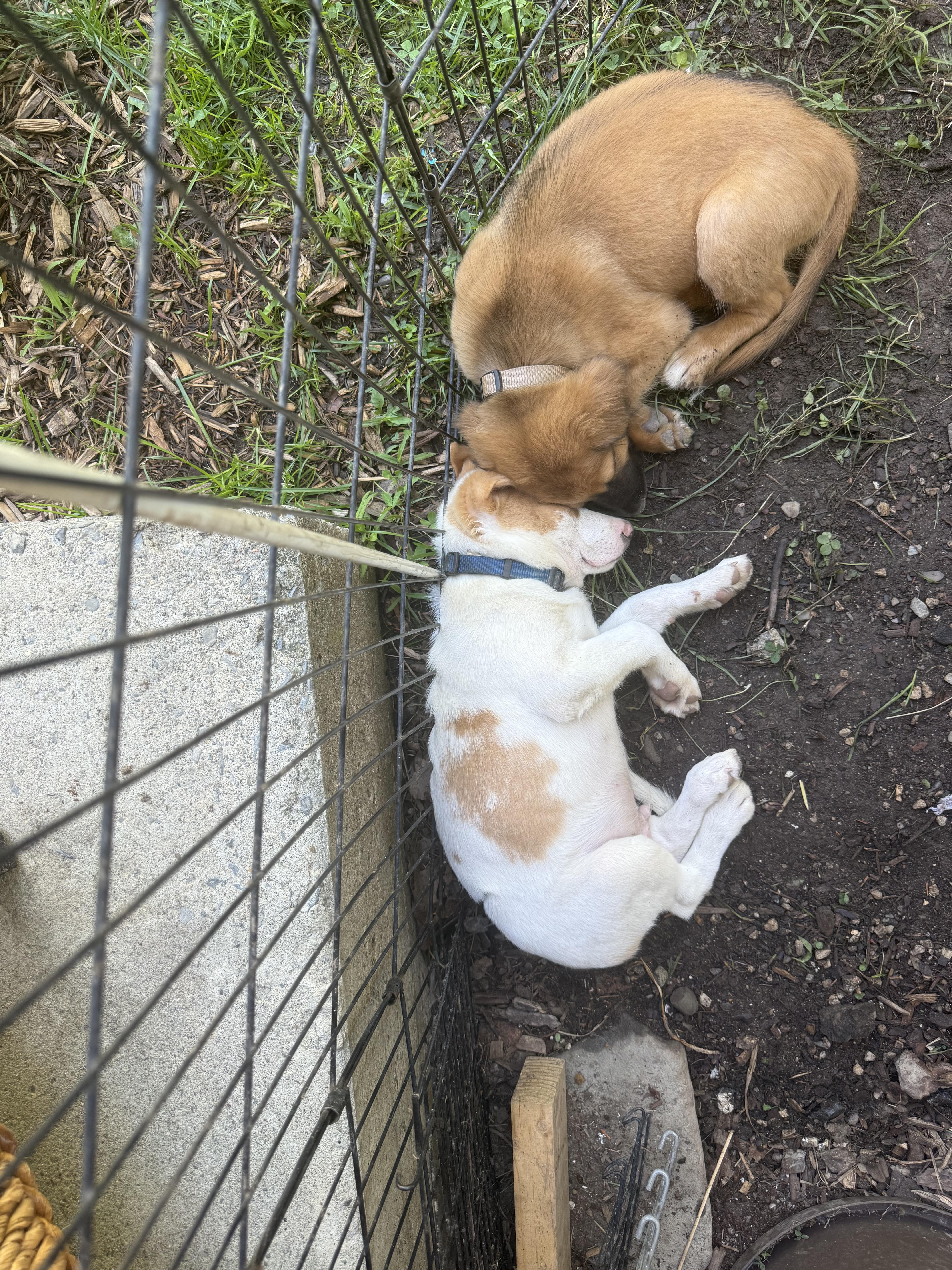 Bandit, an adopted mixed breed in Montclair, NJ image 3/6