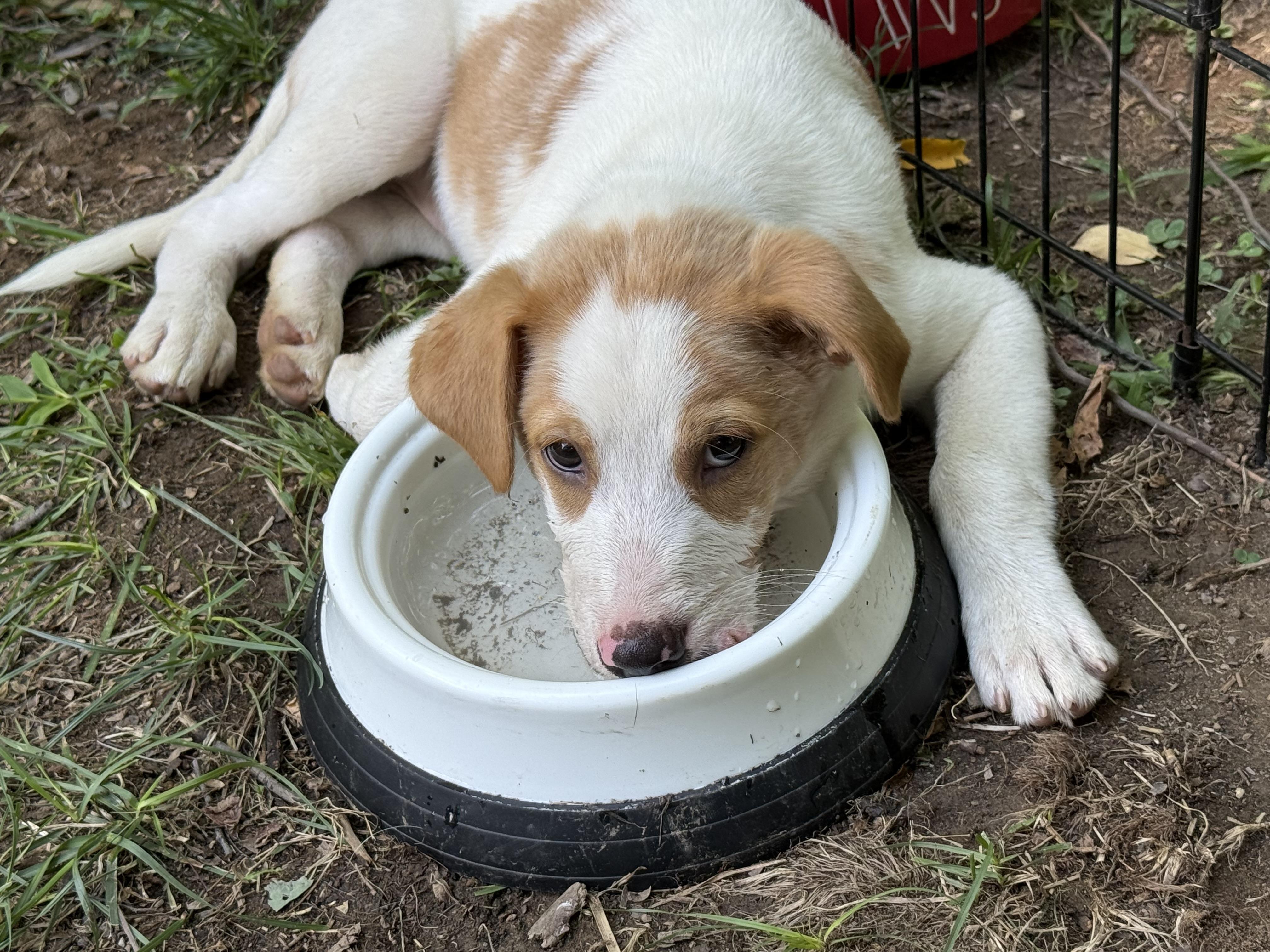 Bandit, an adopted mixed breed in Montclair, NJ image 2/6