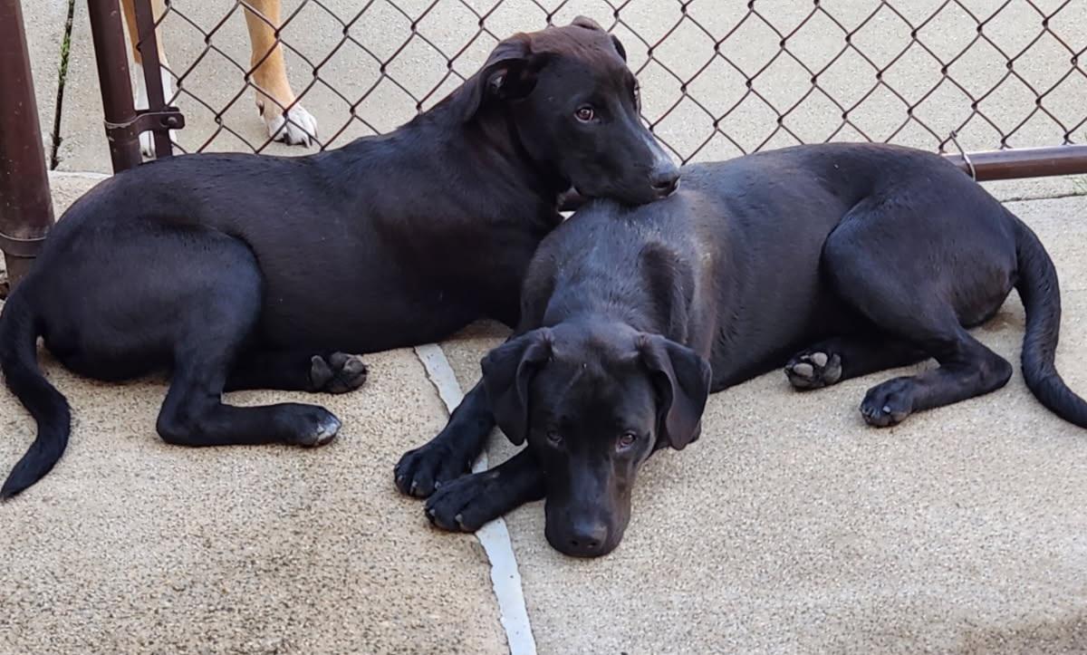 Jonah & Jobe, a ADOPTABLE Black Labrador Retriever in Louisville, OH image 6/6